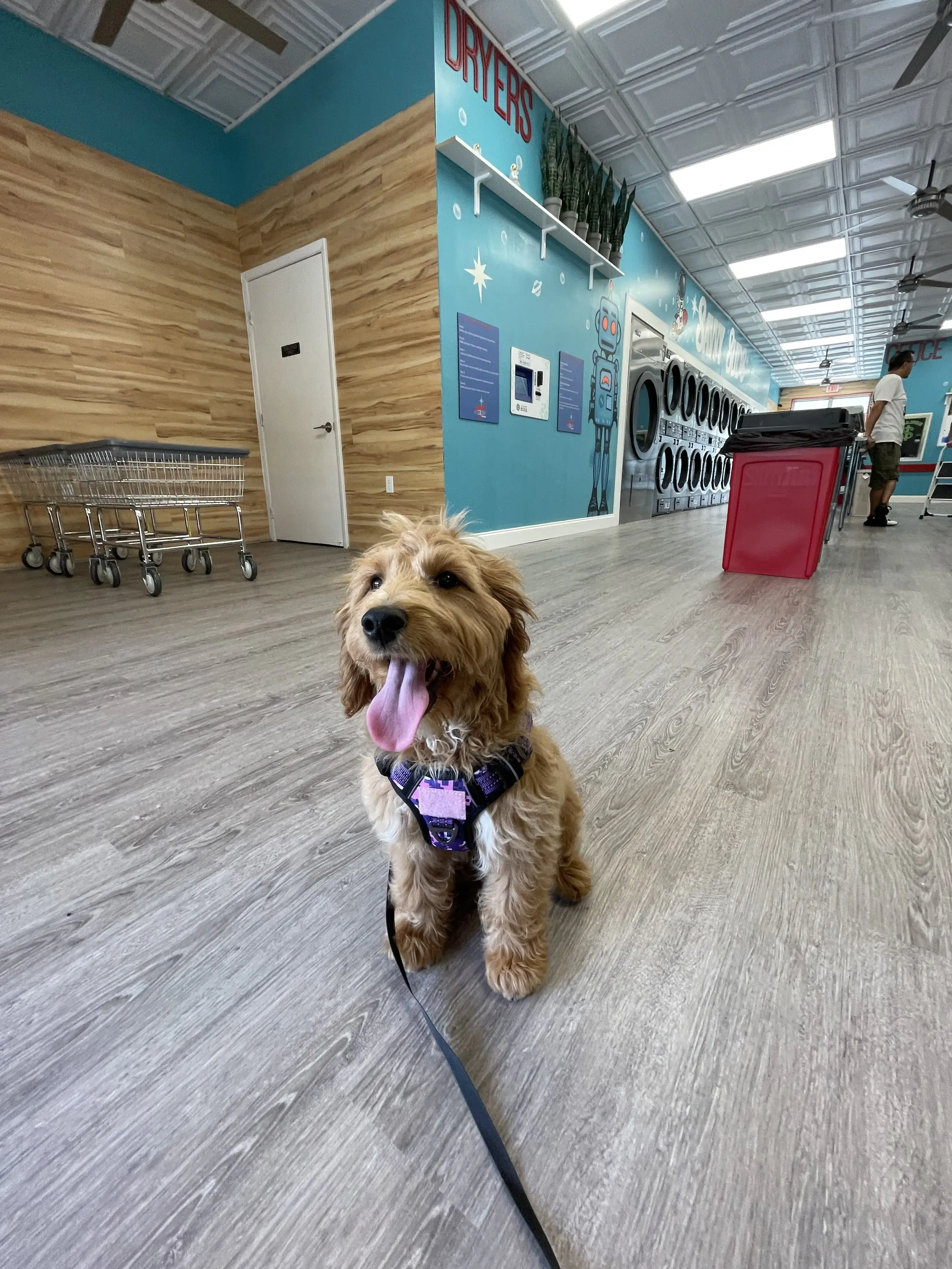 Savvy Suds Laundry thumbnail 10