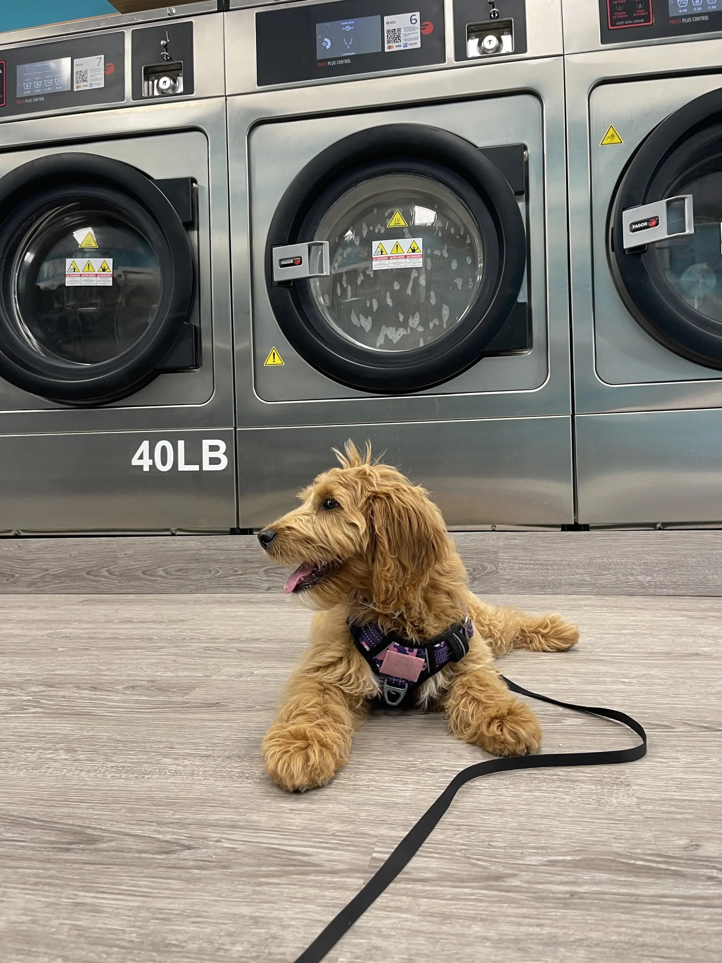 Savvy Suds Laundry - Image 14