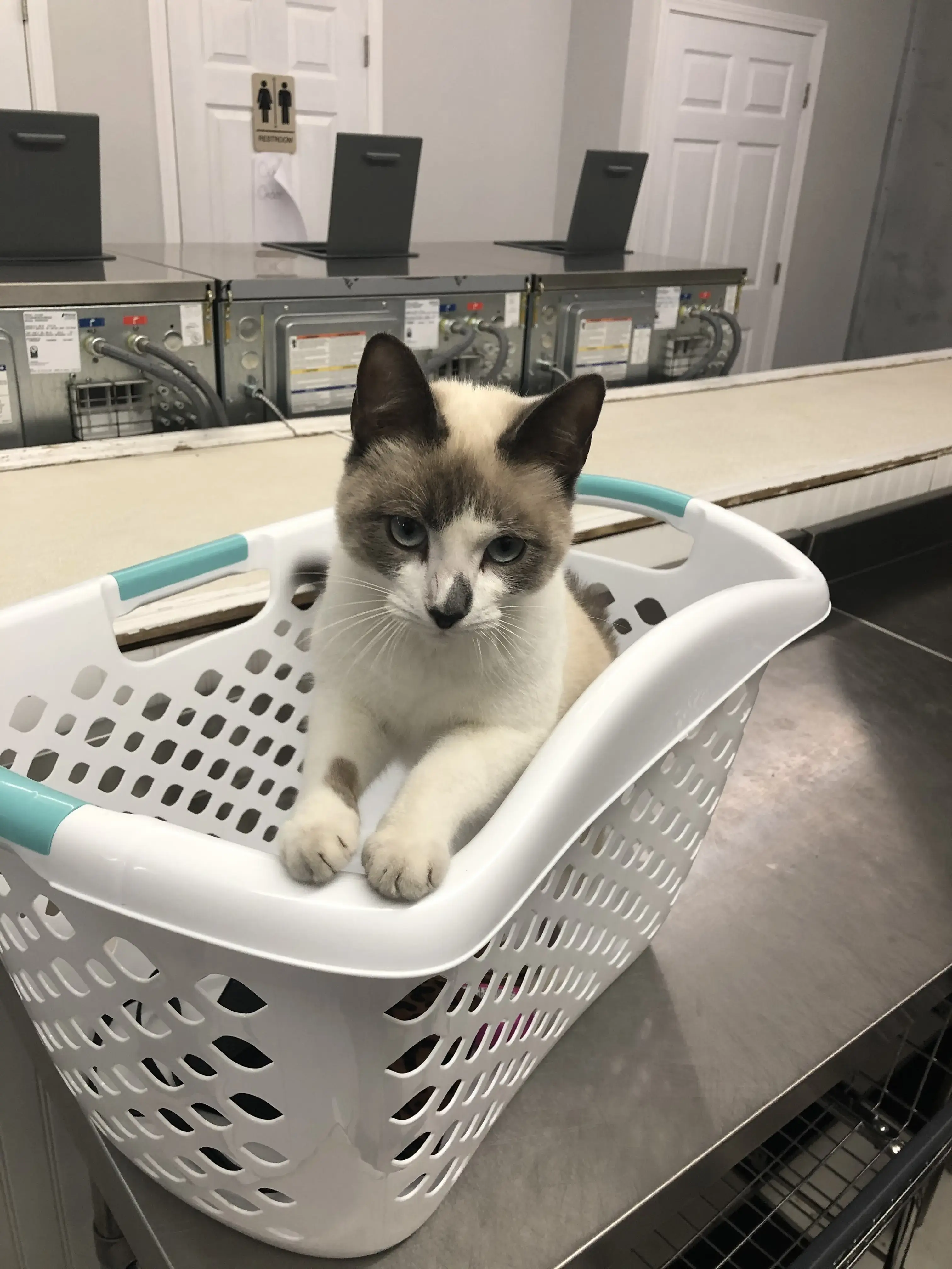 Smart Wash Laundromat thumbnail 7