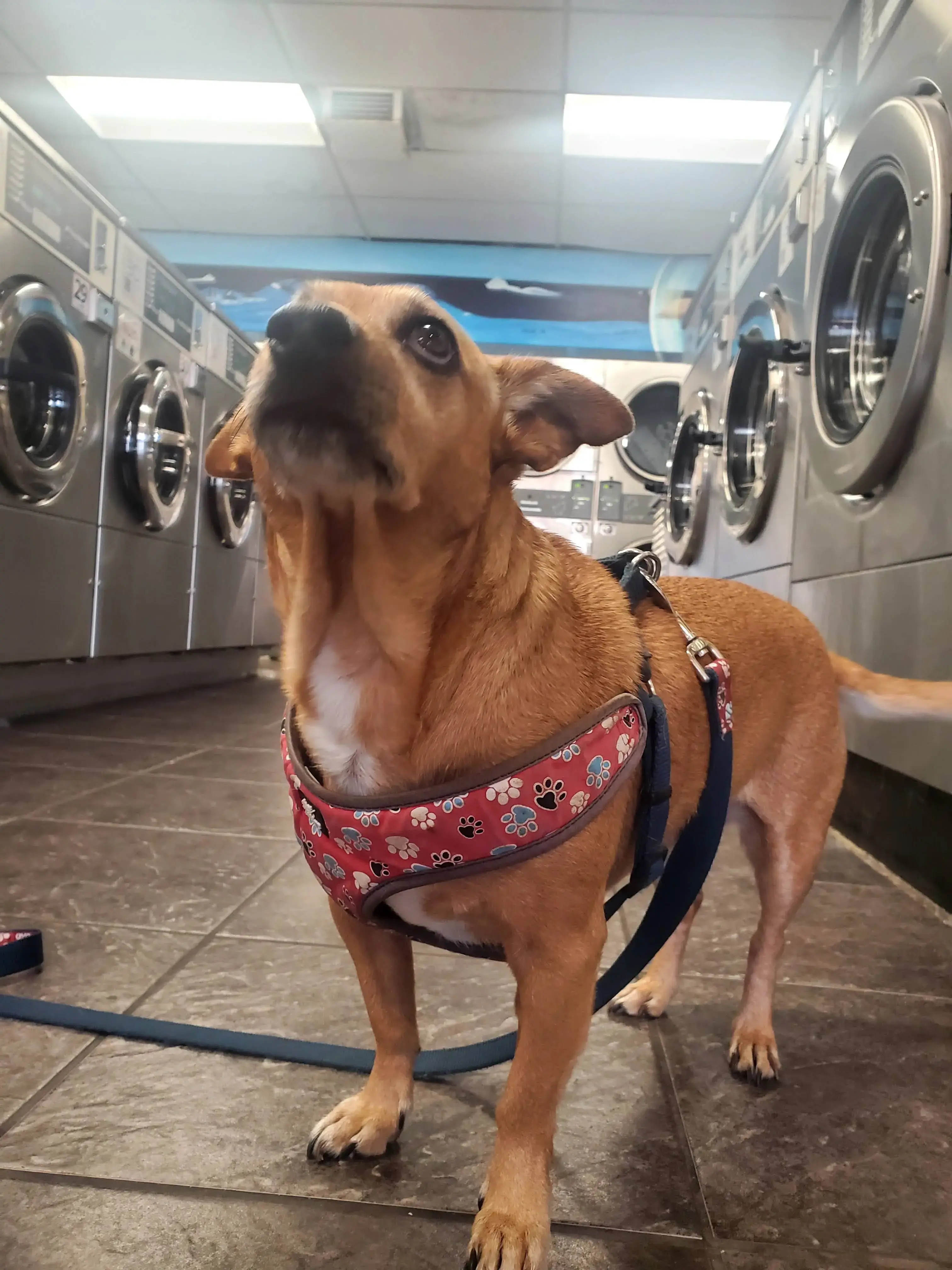 Spin Spa Coin Laundry thumbnail 13