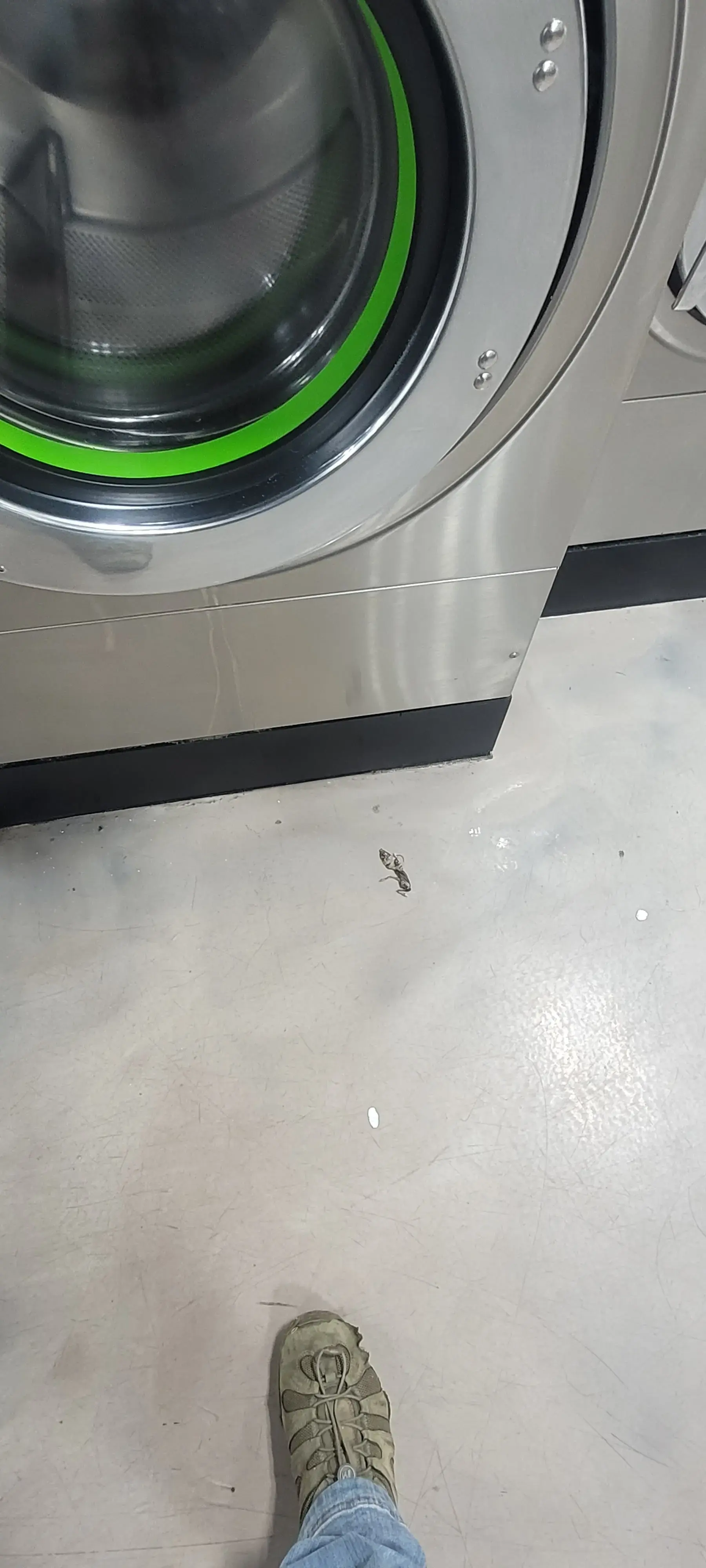 Spot Laundromat thumbnail 8