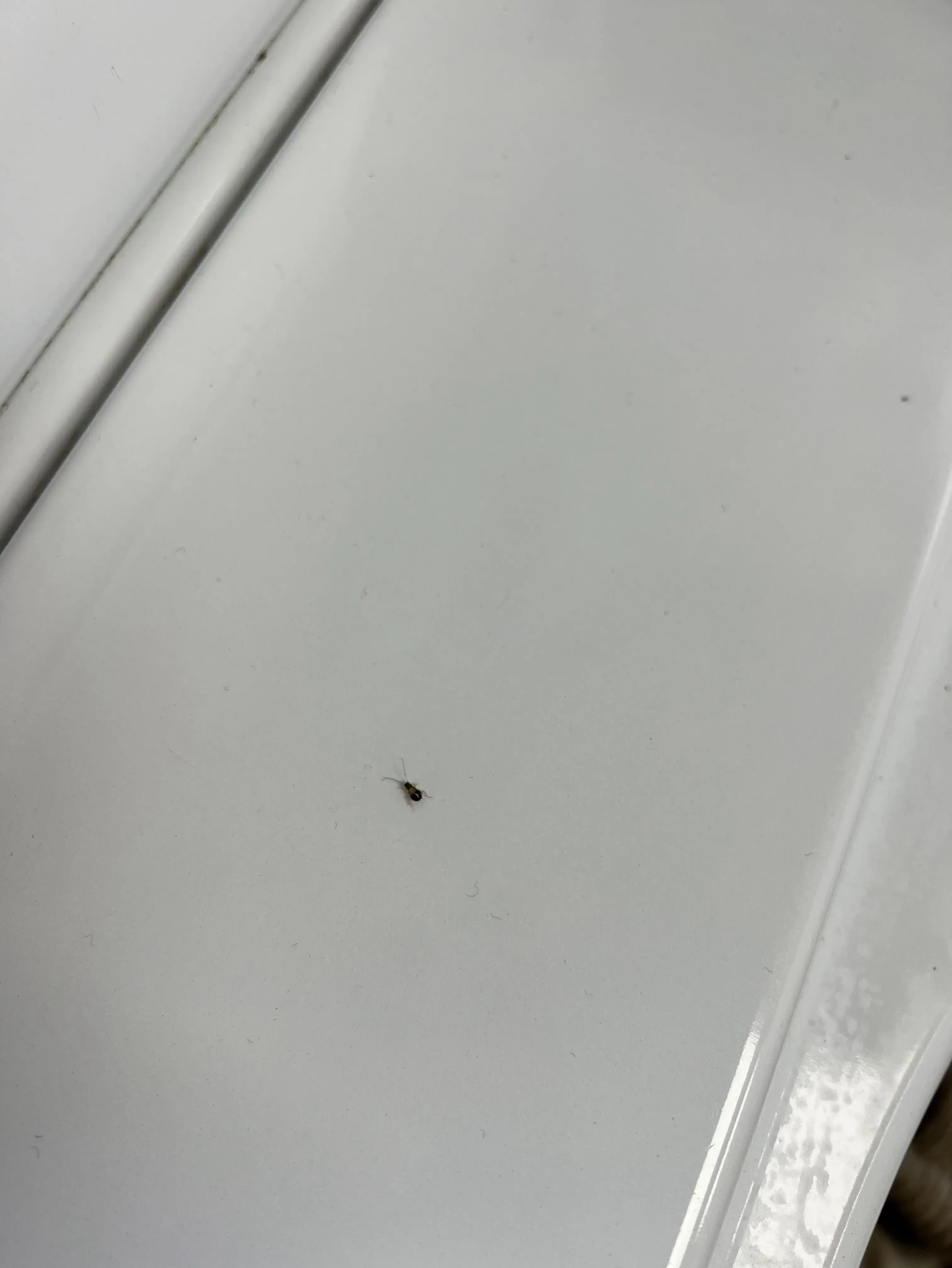 Starcrest Cleaners thumbnail 9