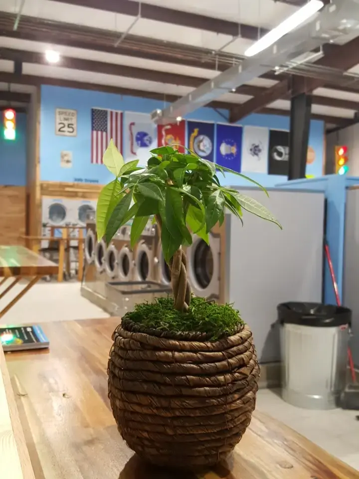 Stay Fresh Laundry thumbnail 18