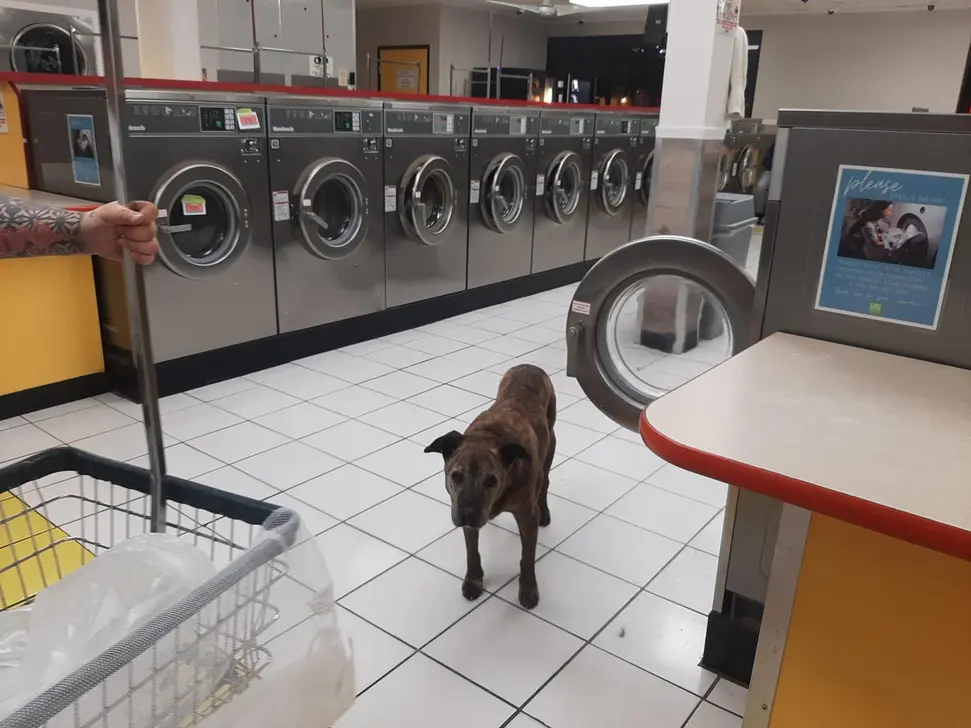 Sudz Laundry House, Covina thumbnail 3