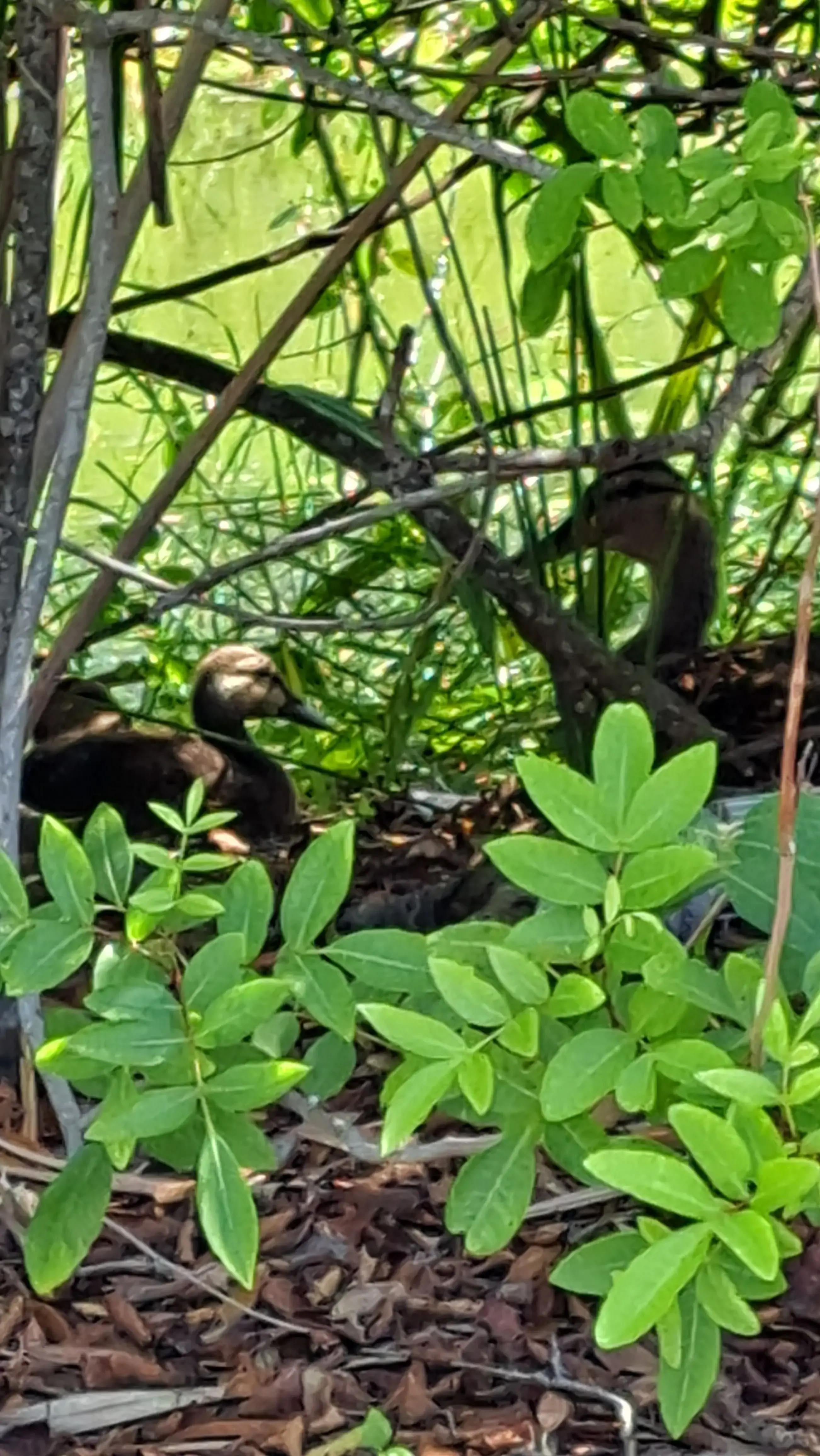 Sun Country Cleaners Inc thumbnail 5