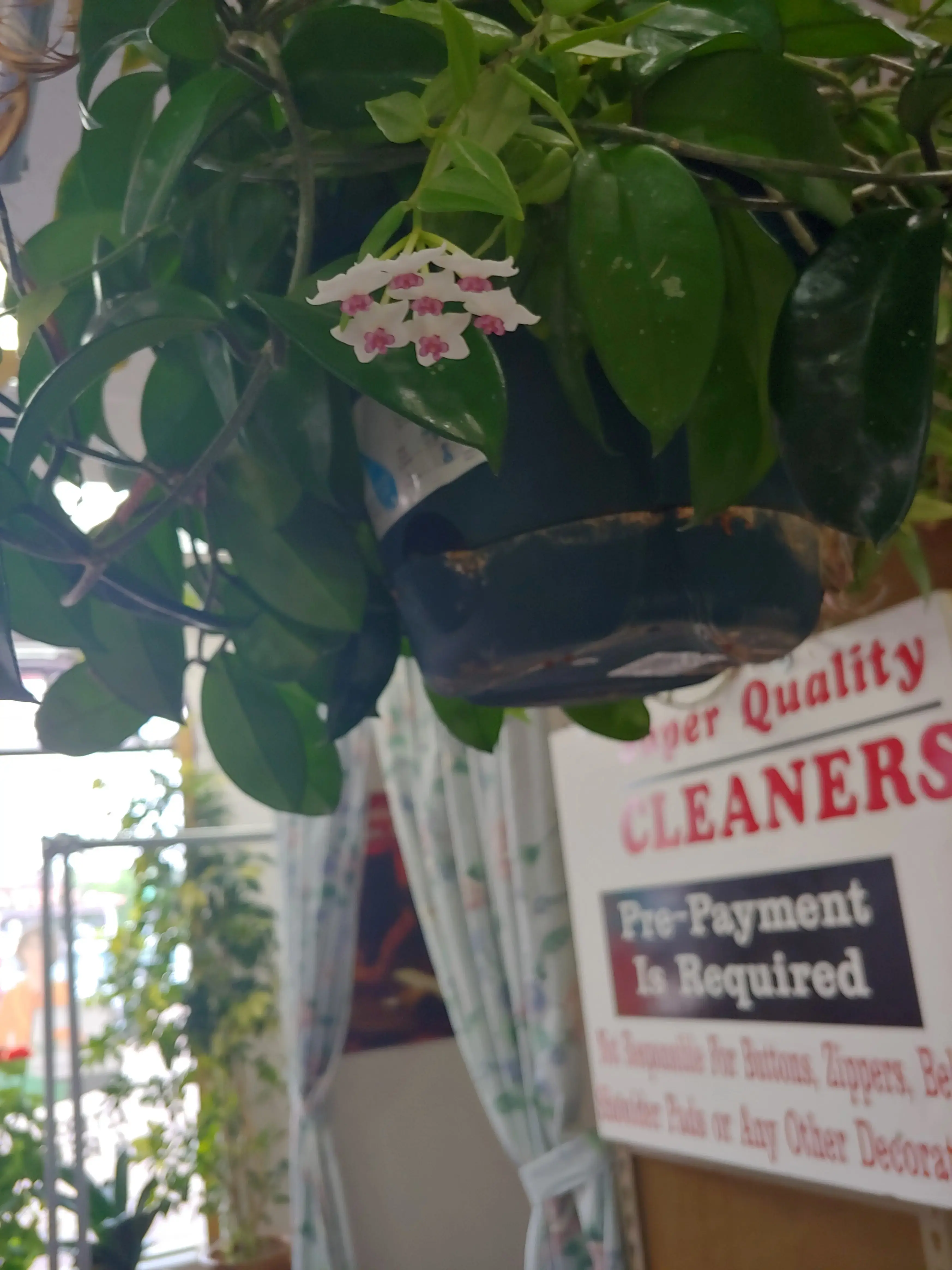 Super quality Cleaners - Image 9