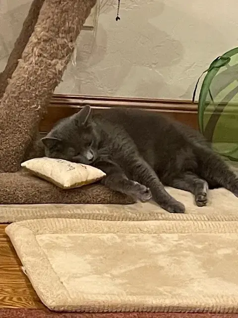 Super Quality Cleaners - Image 2