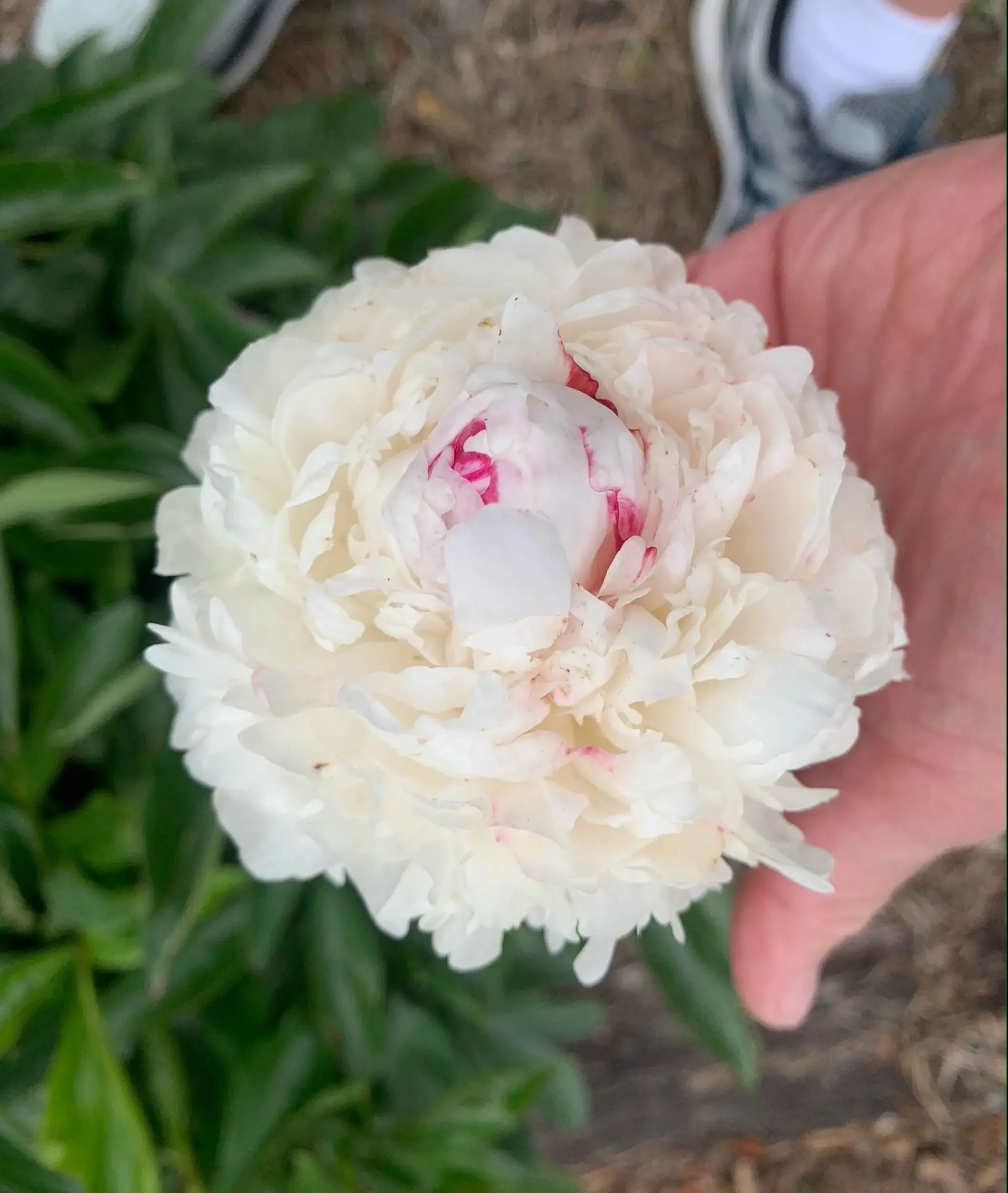 T & T Laundries, Inc. thumbnail 11