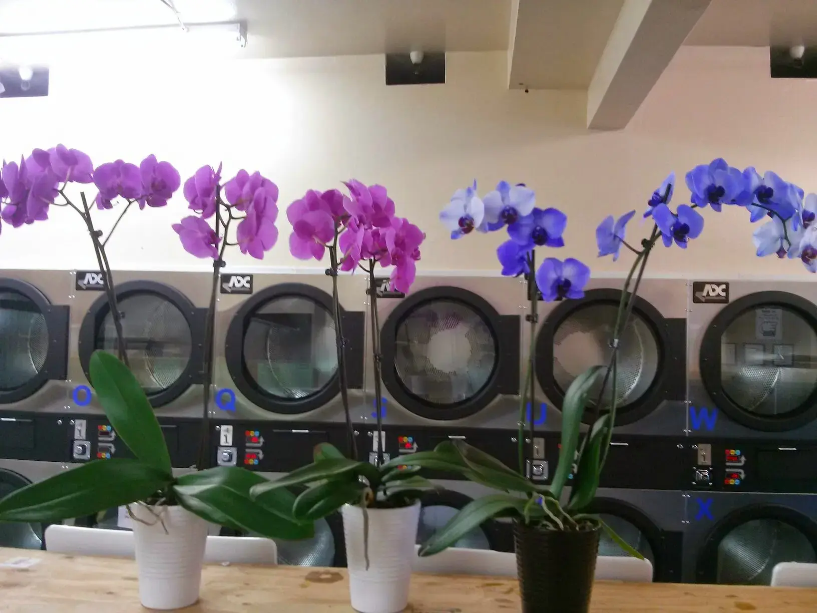 The Grove Laundry - Image 7