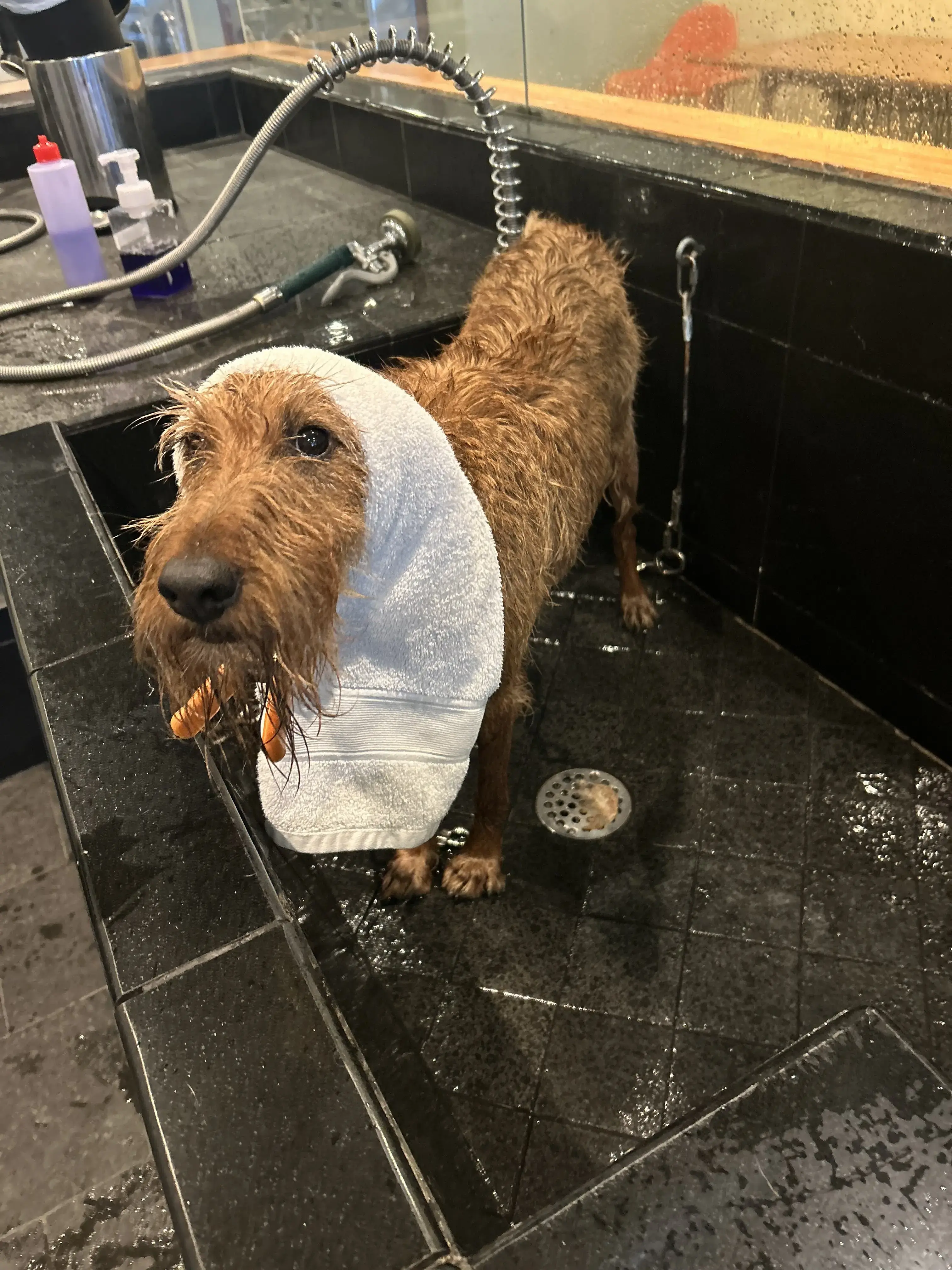 The LaundroMutt - Image 7