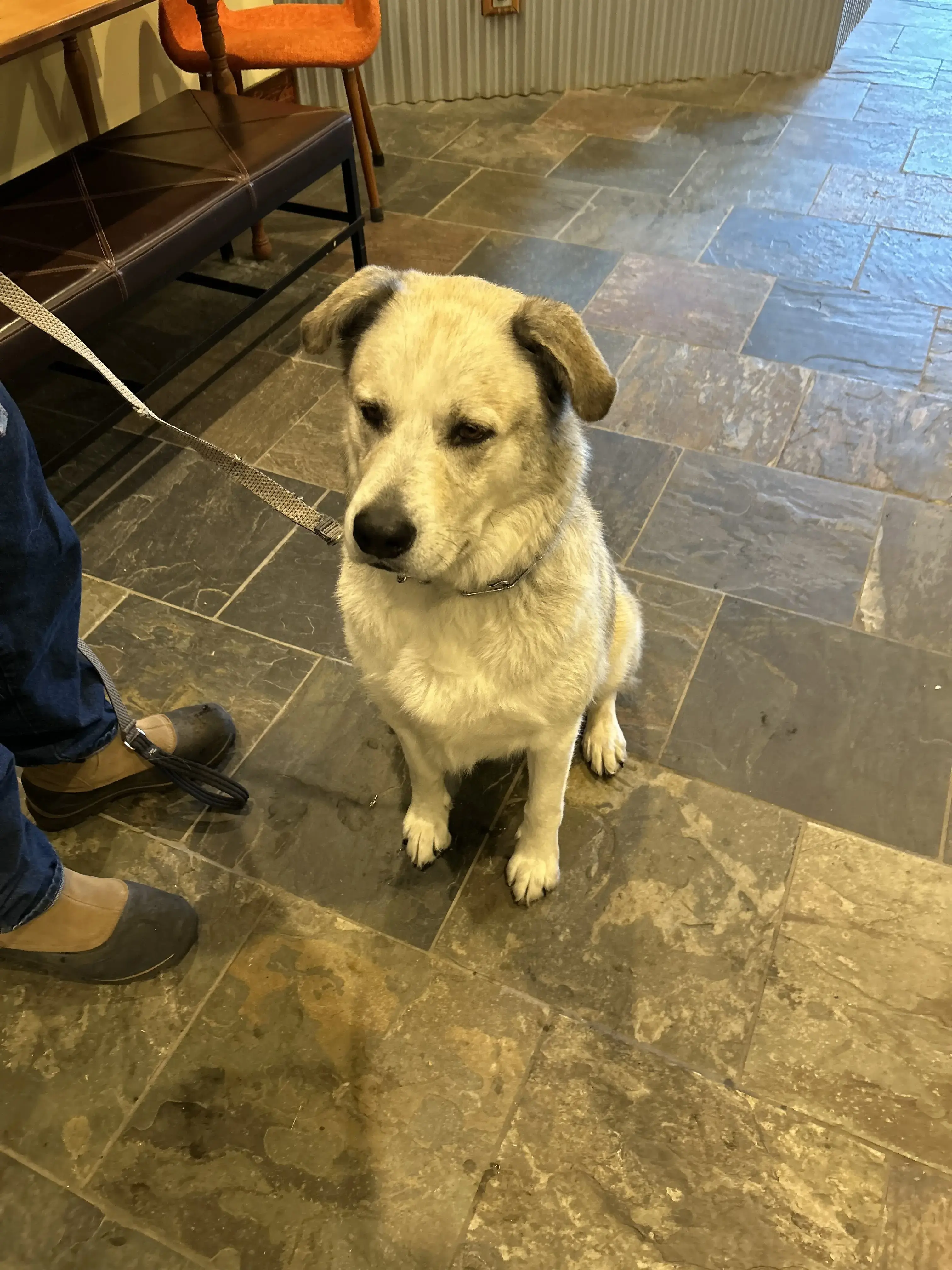 The LaundroMutt - Image 8