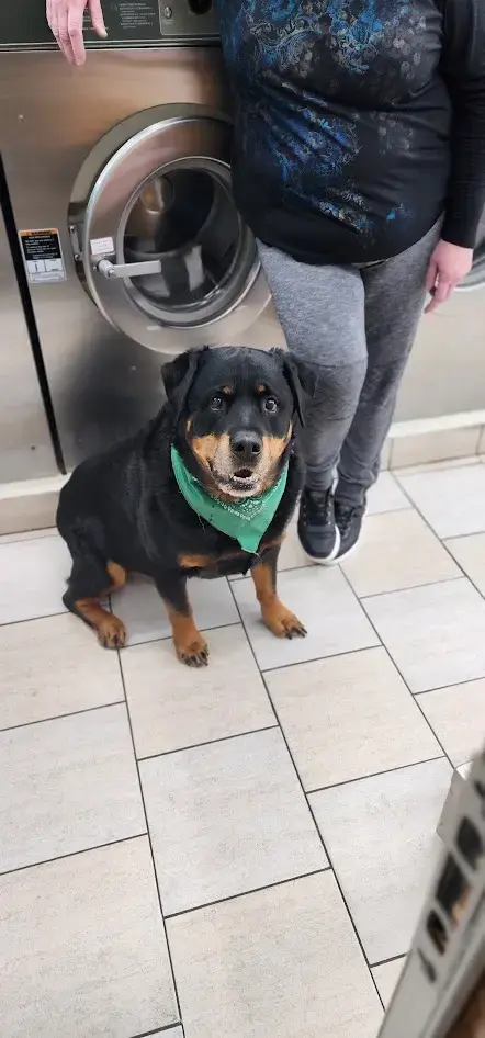 The Laundry Basket - Image 11