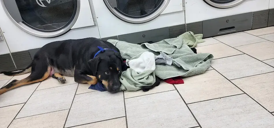 The Laundry Basket - Image 12