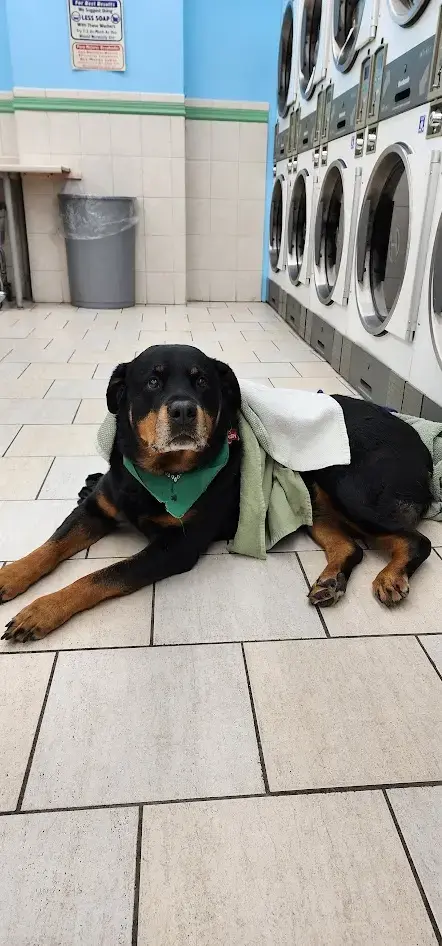 The Laundry Basket thumbnail 14