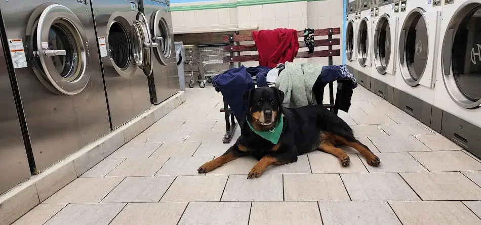 The Laundry Basket location