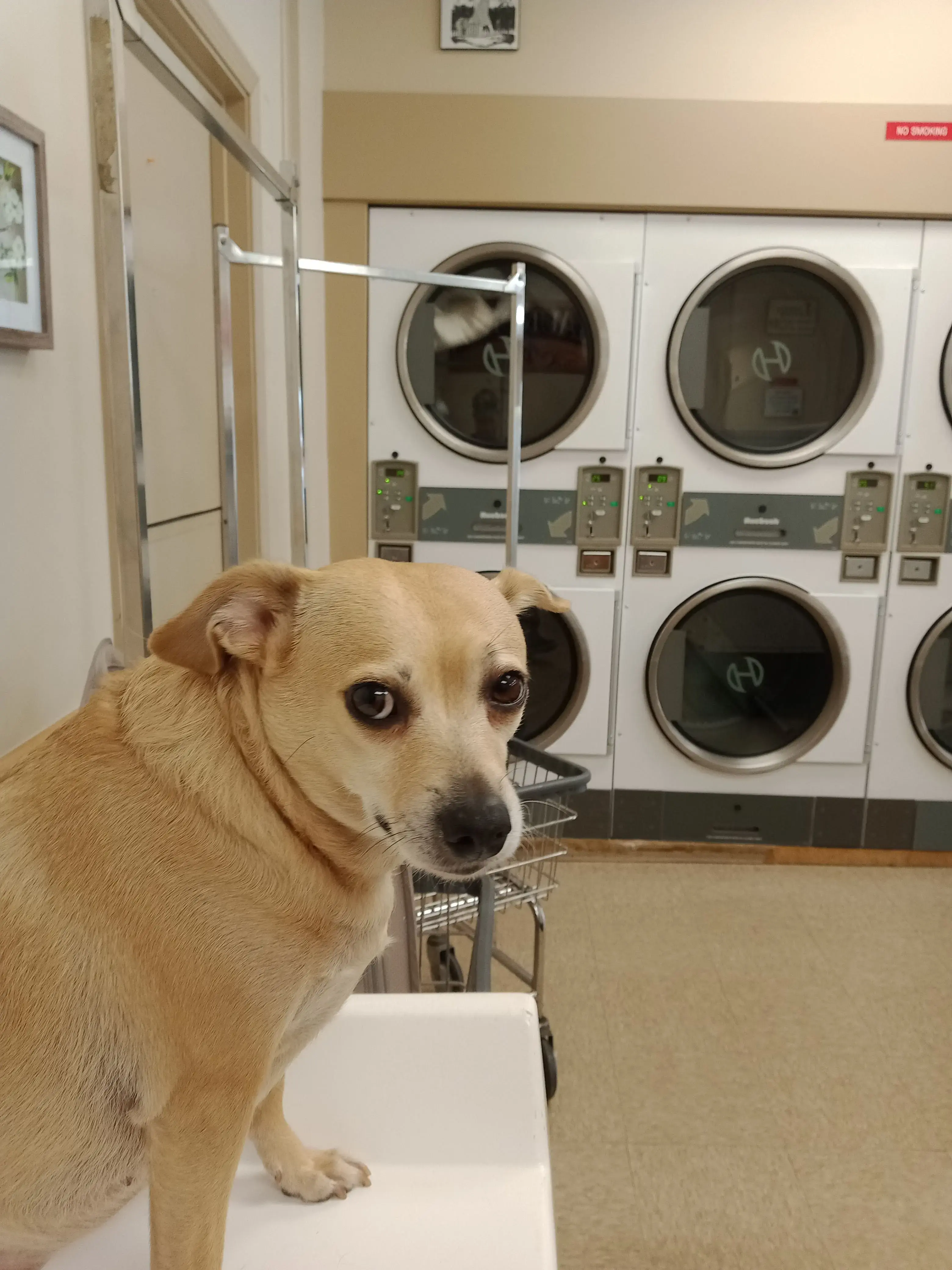 The Laundry Room thumbnail 8