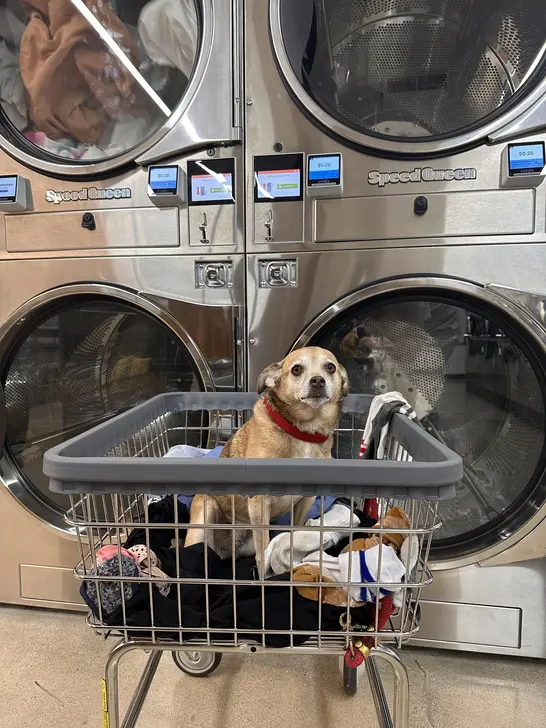 The Sunset Laundry - Image 16