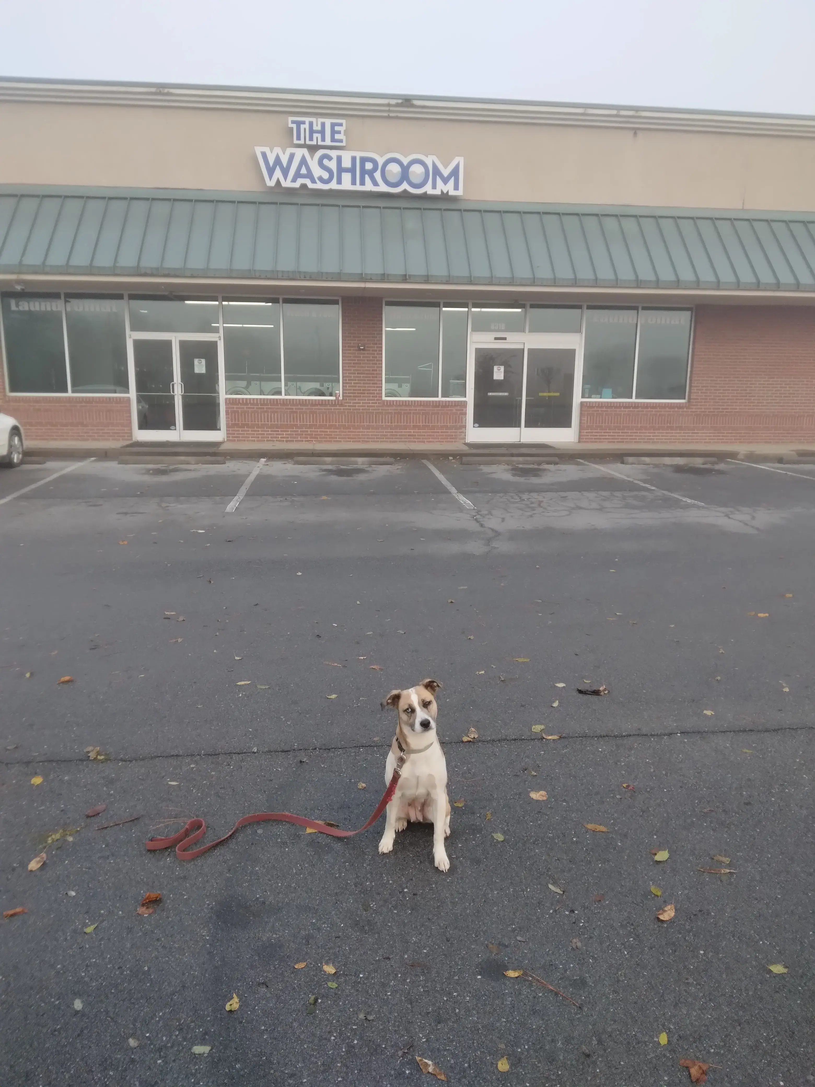 The Washroom Laundromat thumbnail 11
