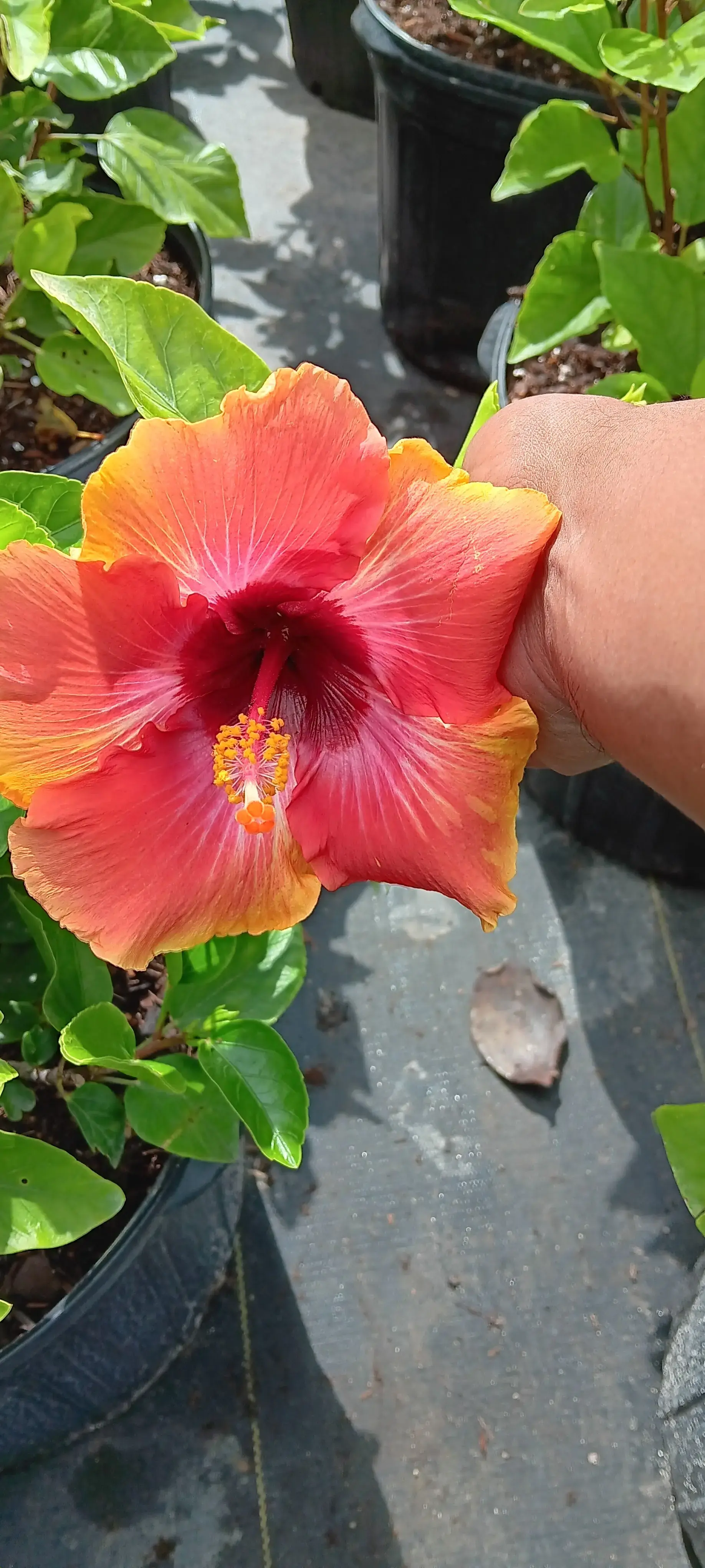 Tide Cleaners - Image 5