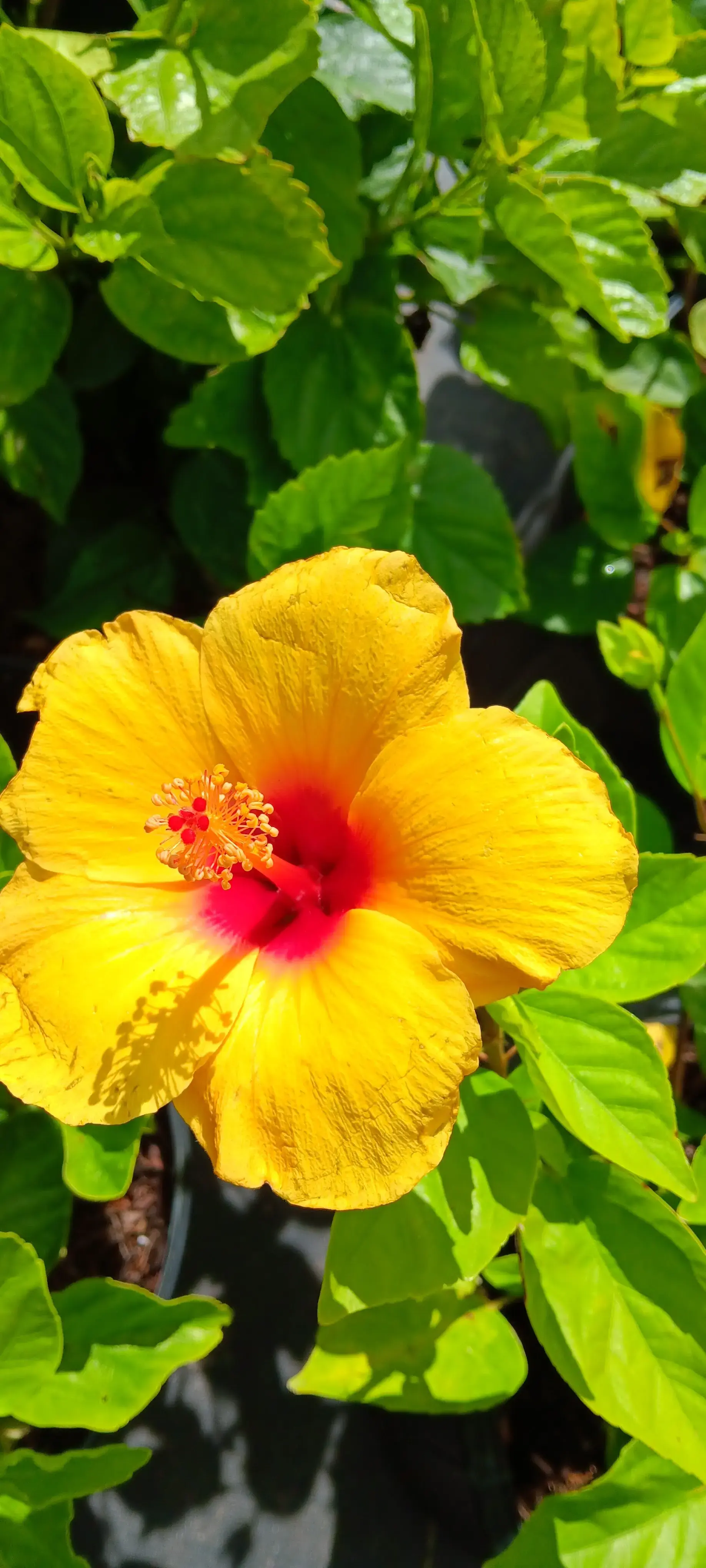 Tide Cleaners thumbnail 16