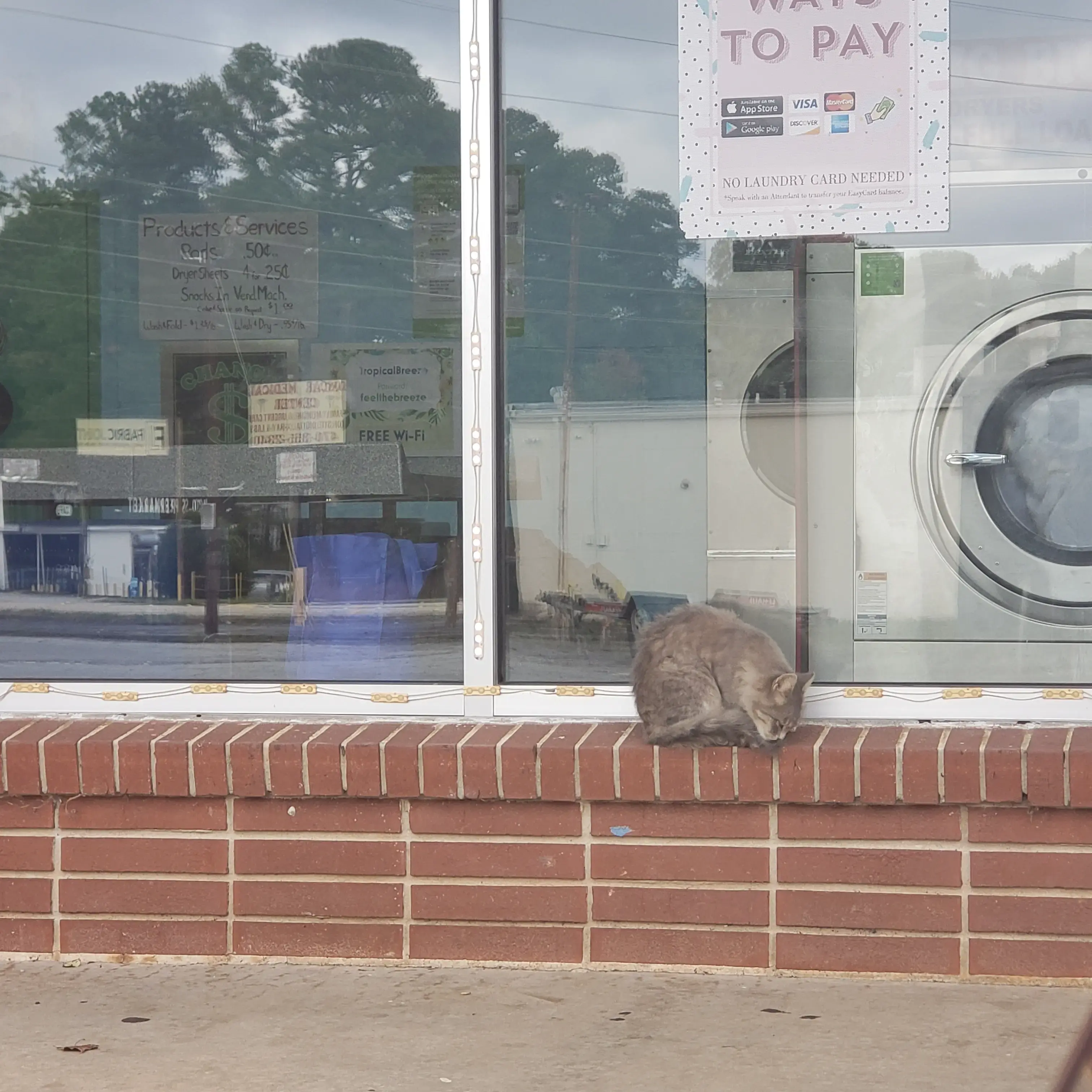 Tropical Breeze Laundromat - Image 9