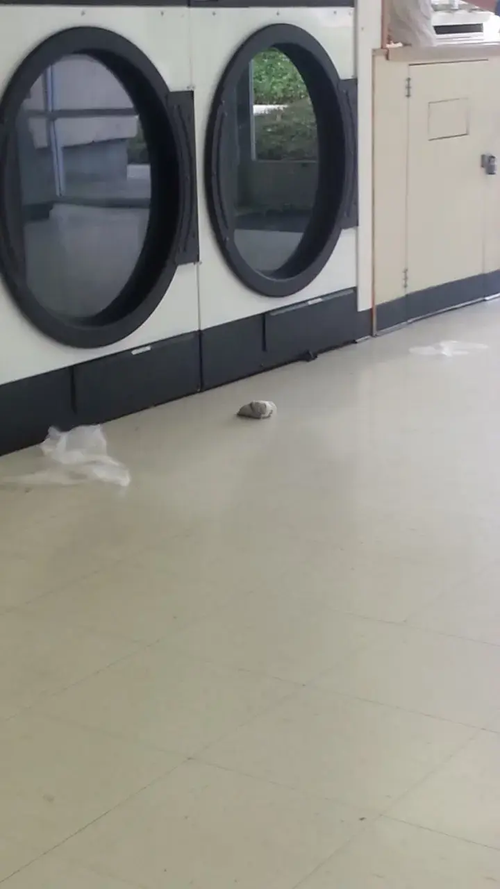 Tualatin Laundromat thumbnail 11