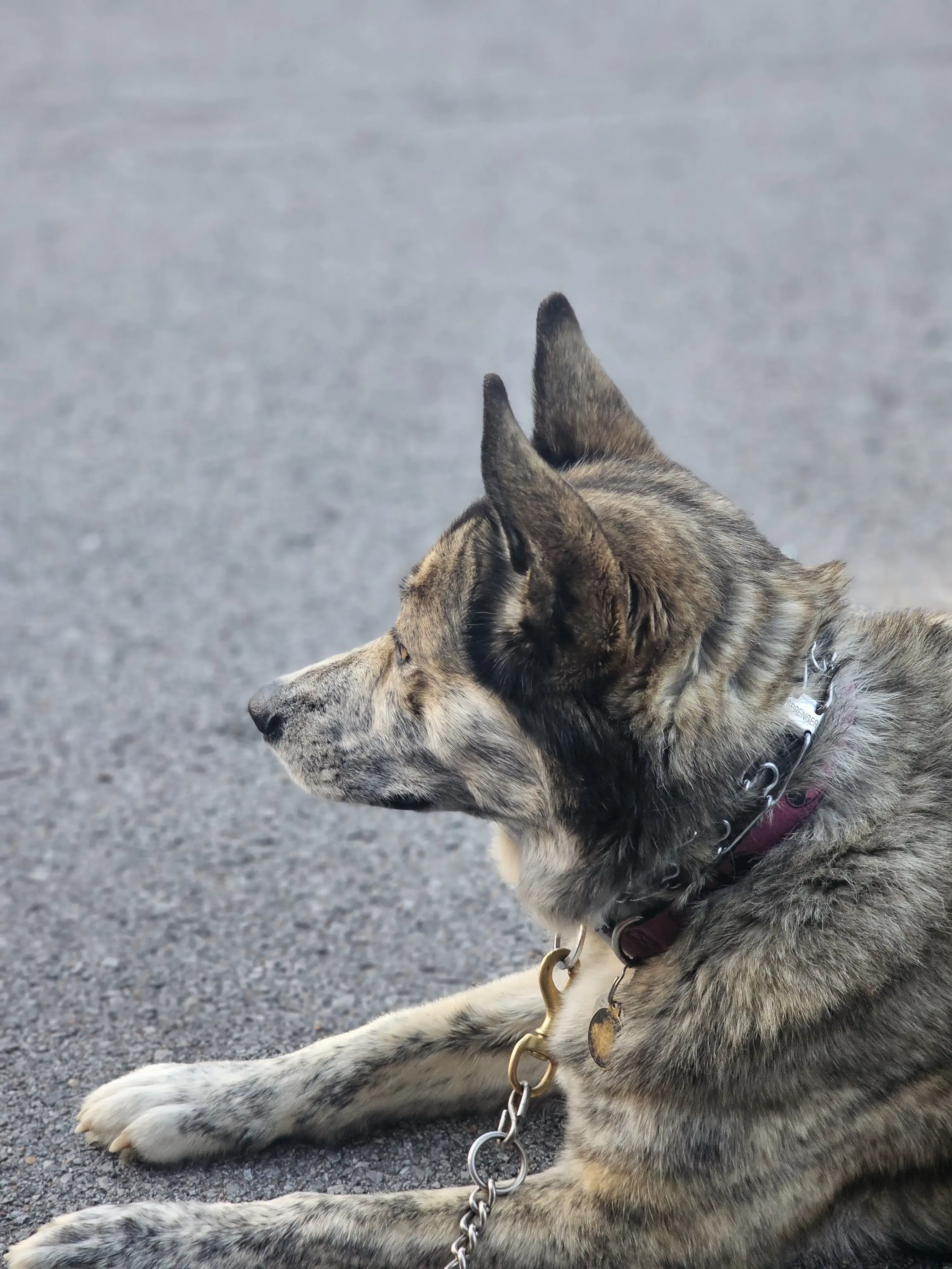 University of Wash Laundromat Arcade Bar - Image 12