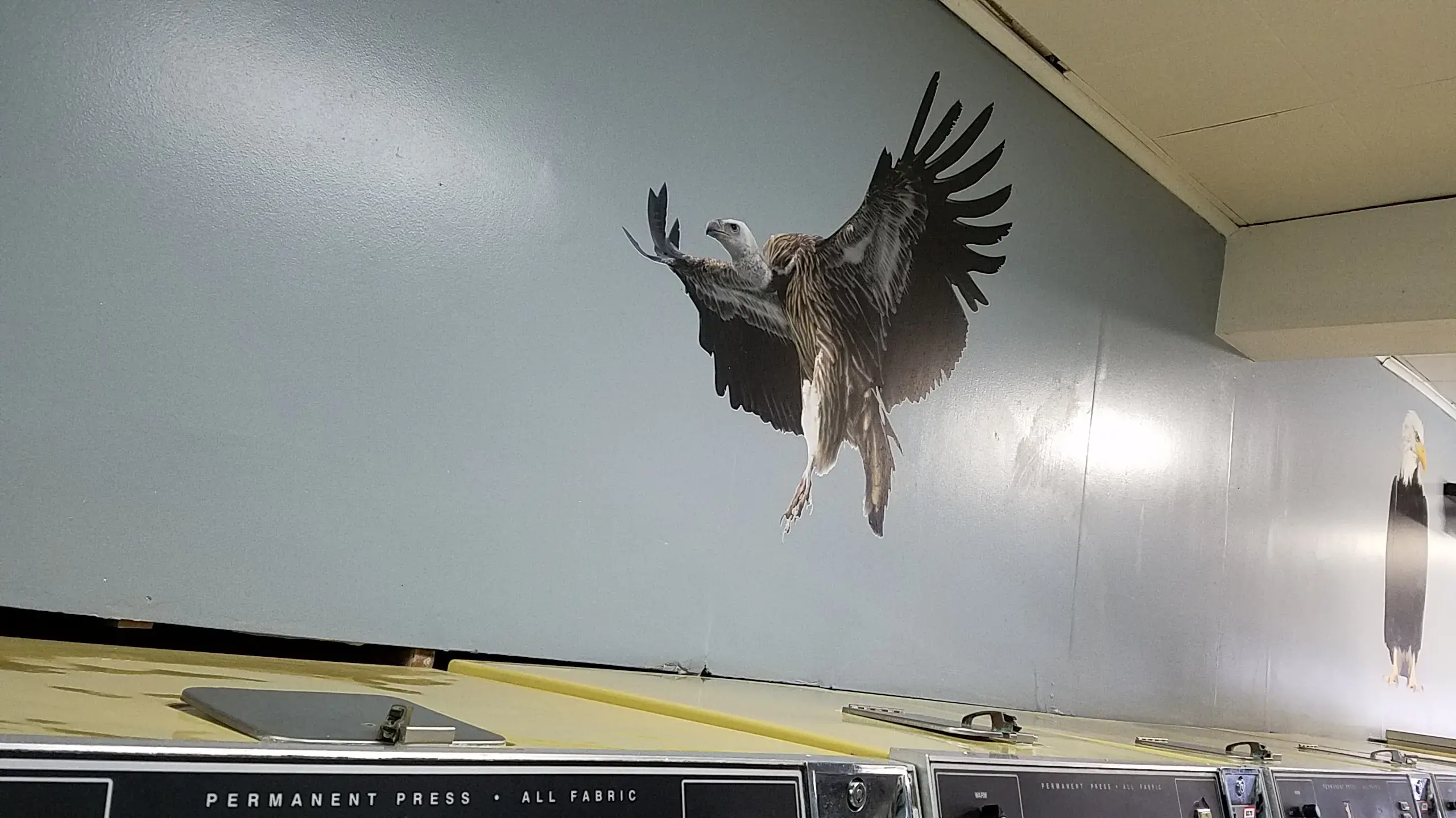 Whale's Wash - Image 7