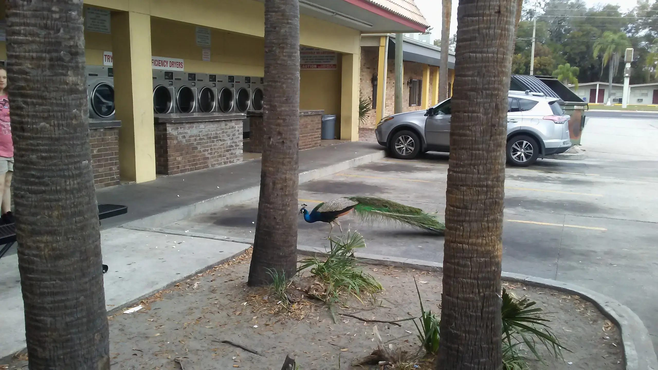 World o' Suds Coin Laundry thumbnail 18