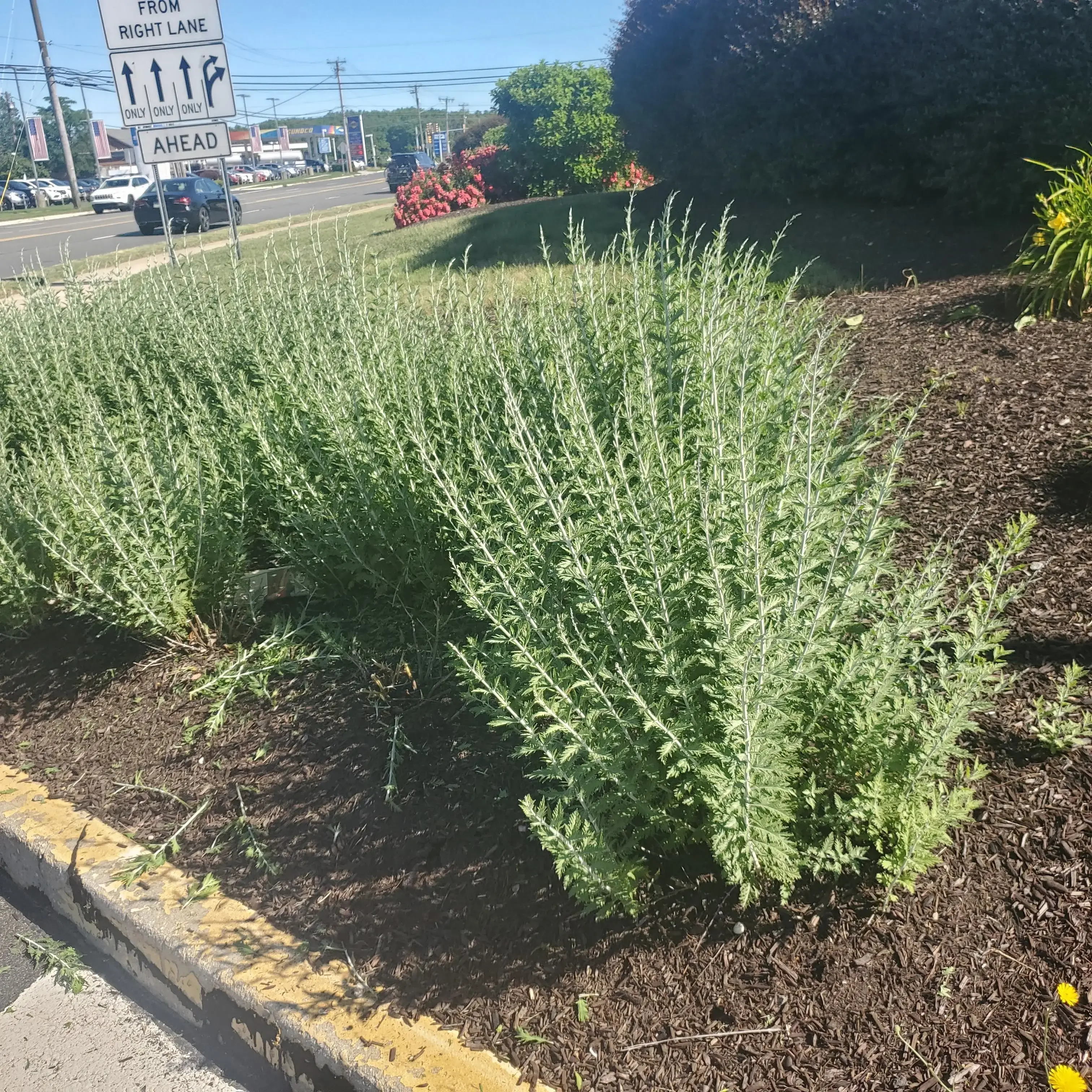 Ye Olde Washaus II - Image 6