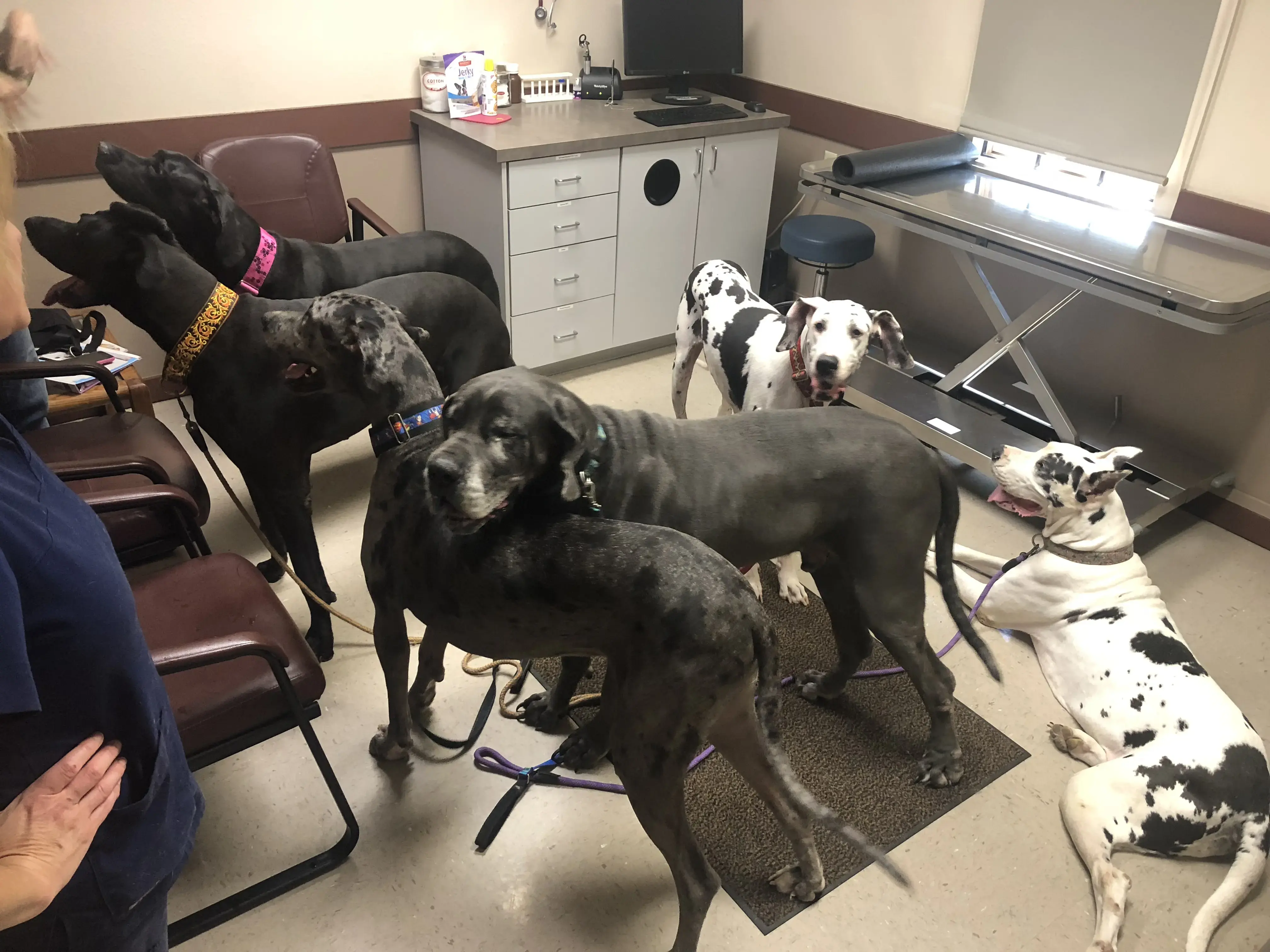 Abilene Animal Hospital PA photo 4