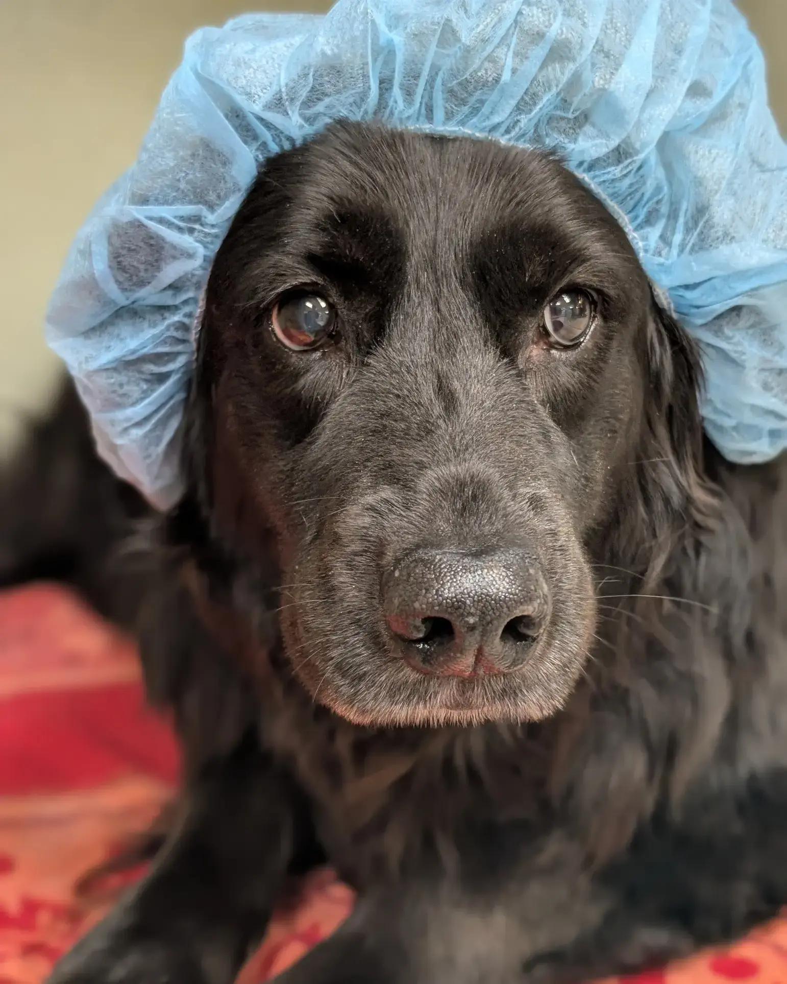 Abilene Animal Hospital PA photo 3