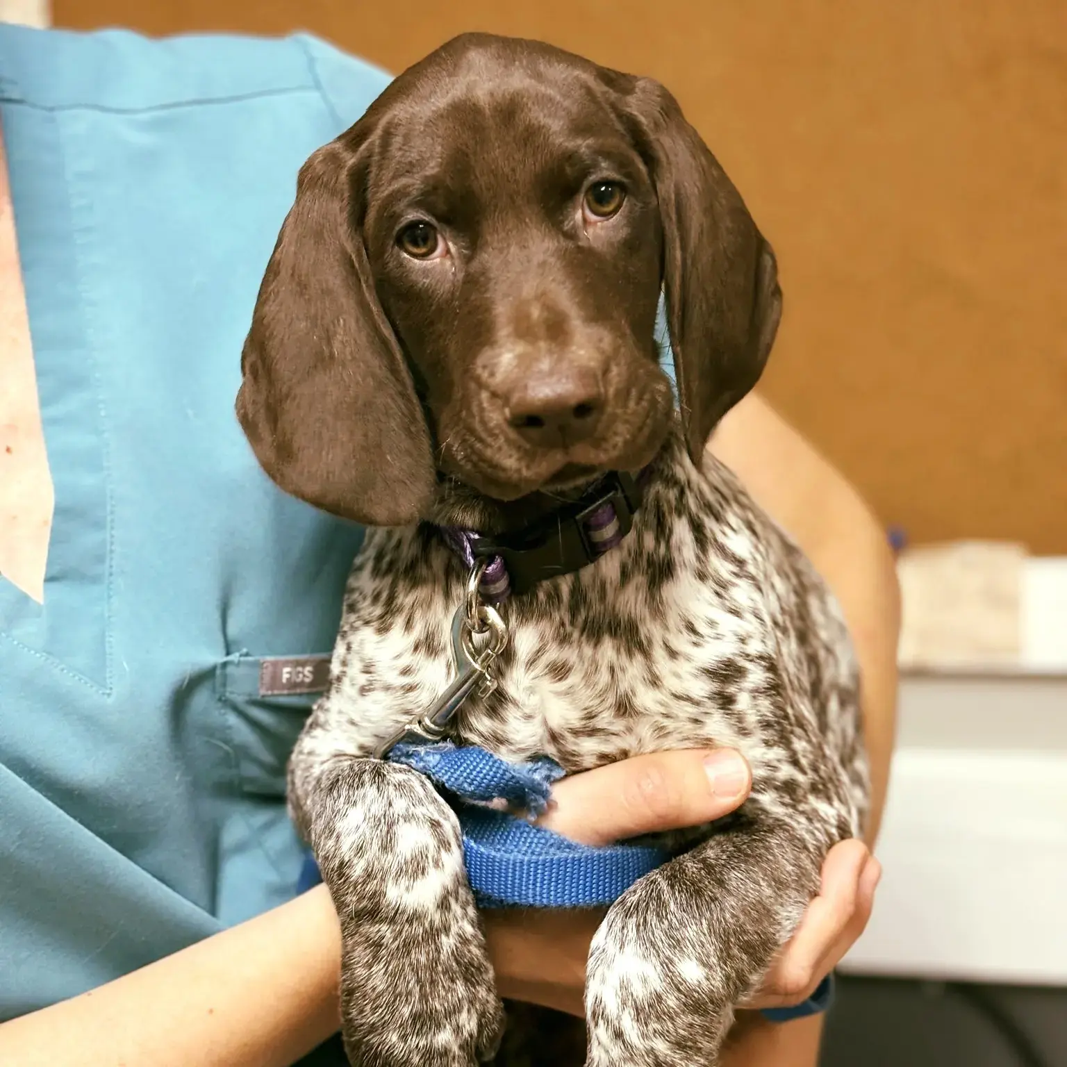 Abilene Animal Hospital PA photo 2