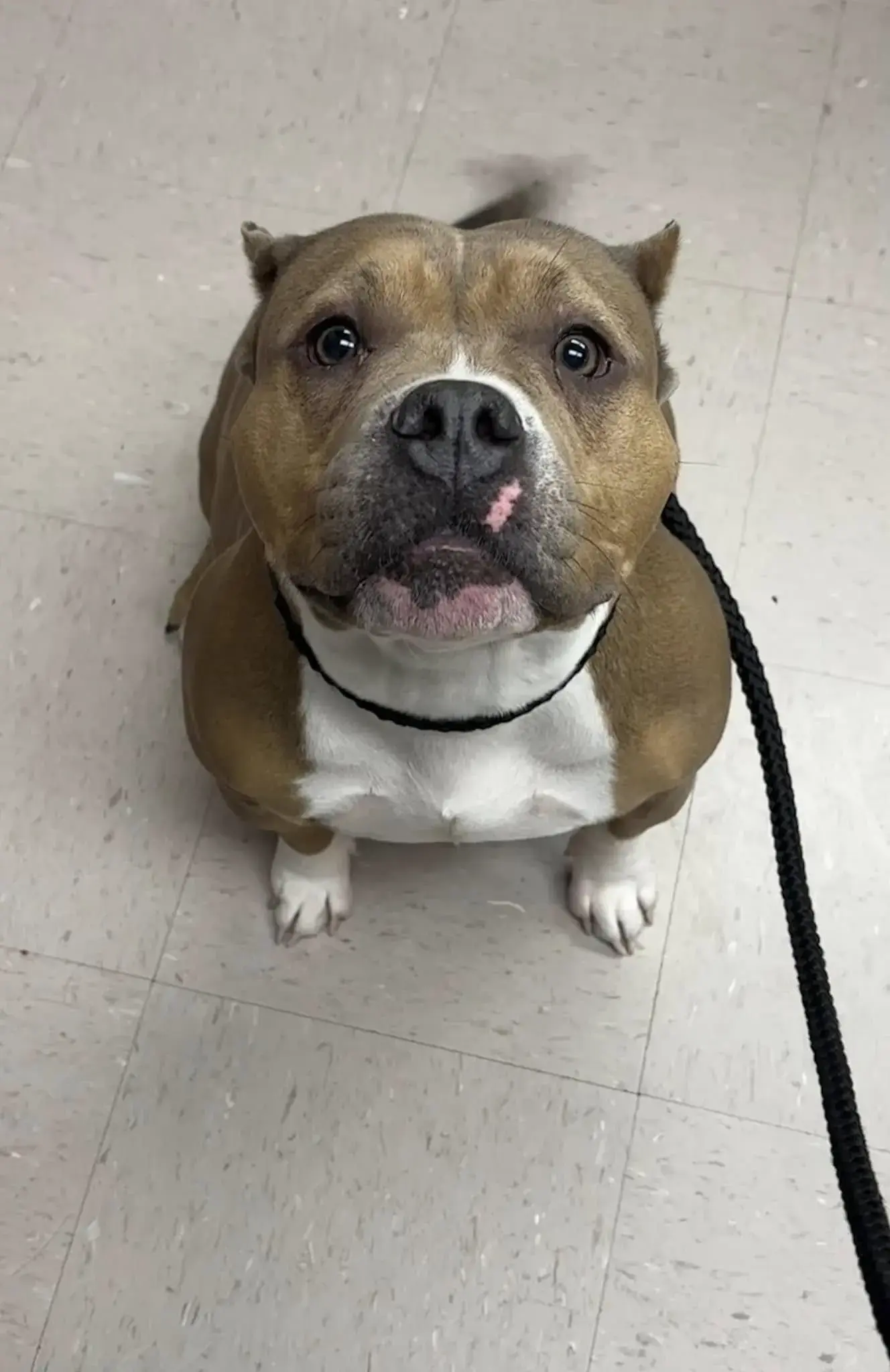 Abilene Animal Hospital PA photo 5