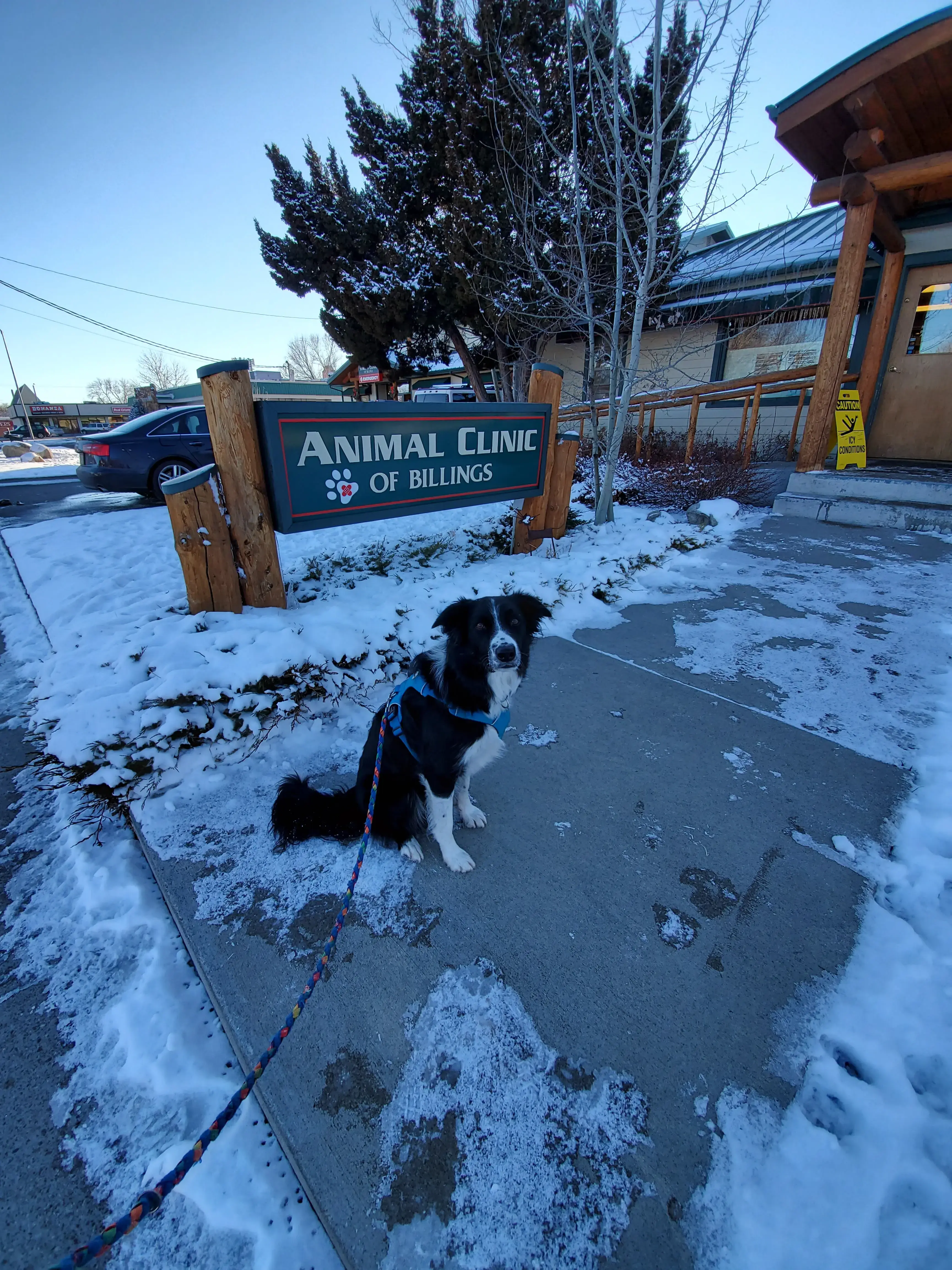 Animal Clinic of Billings photo 2