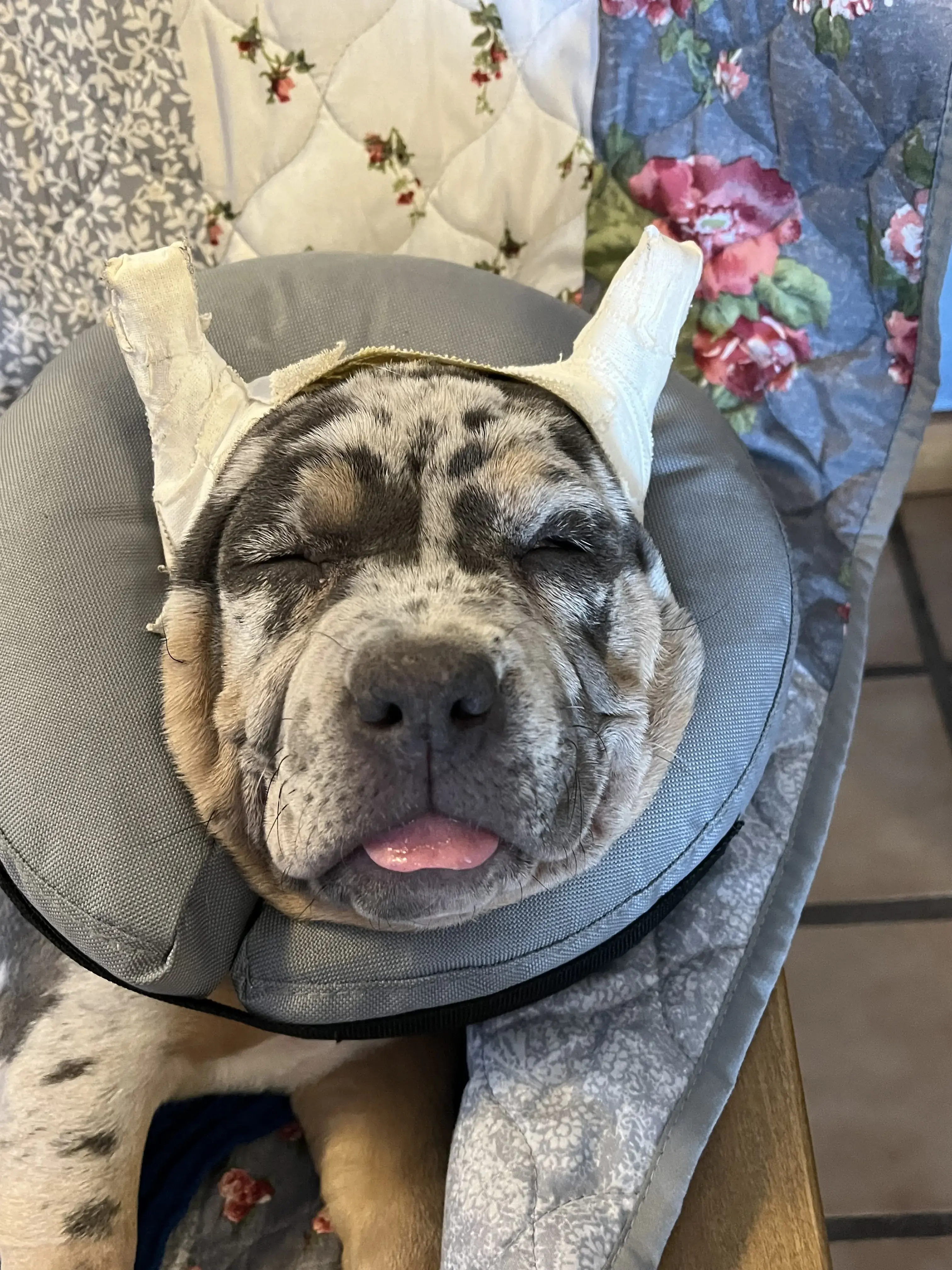 Animal Clinic of Billings photo 5