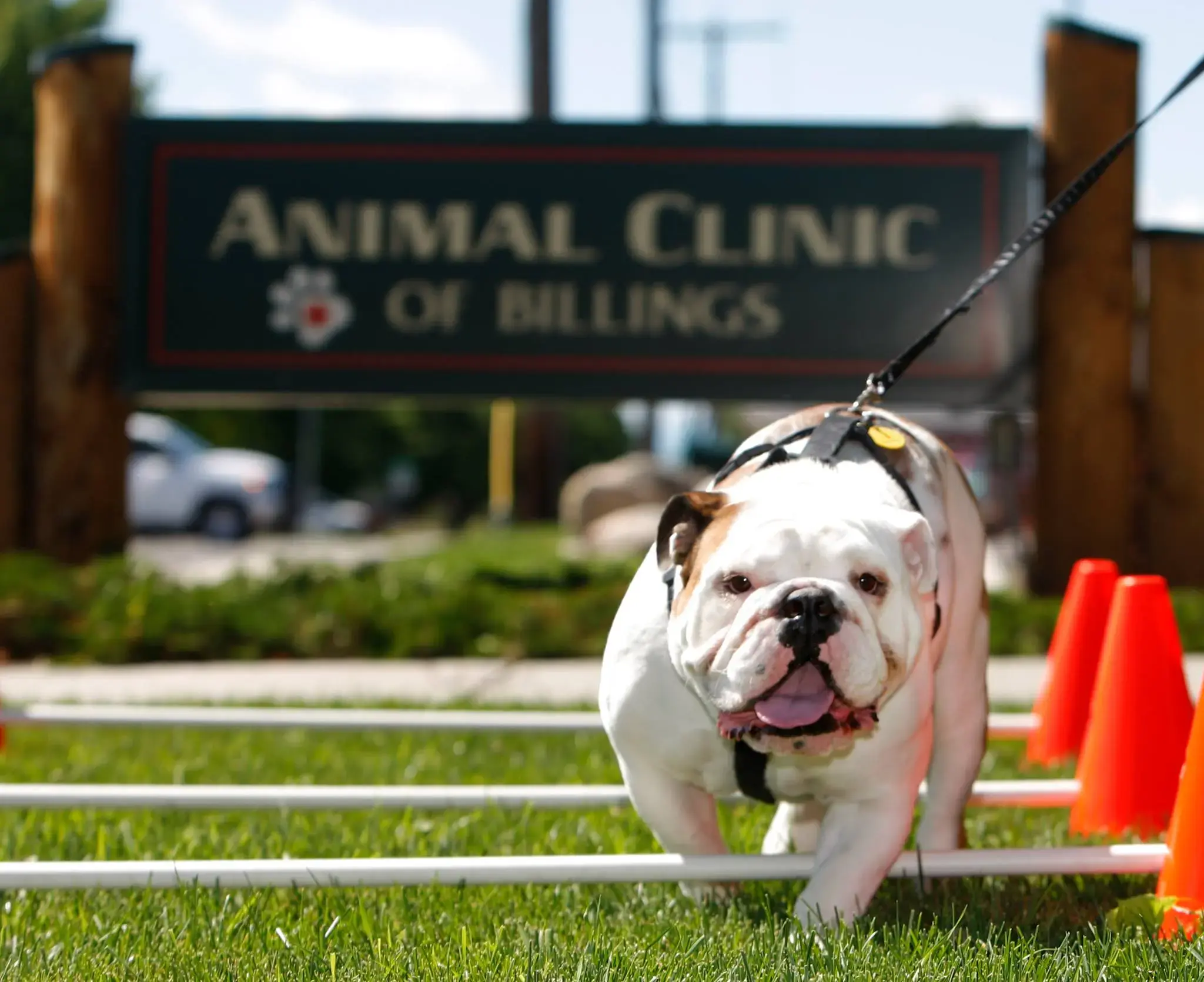 Animal Clinic of Billings photo 3