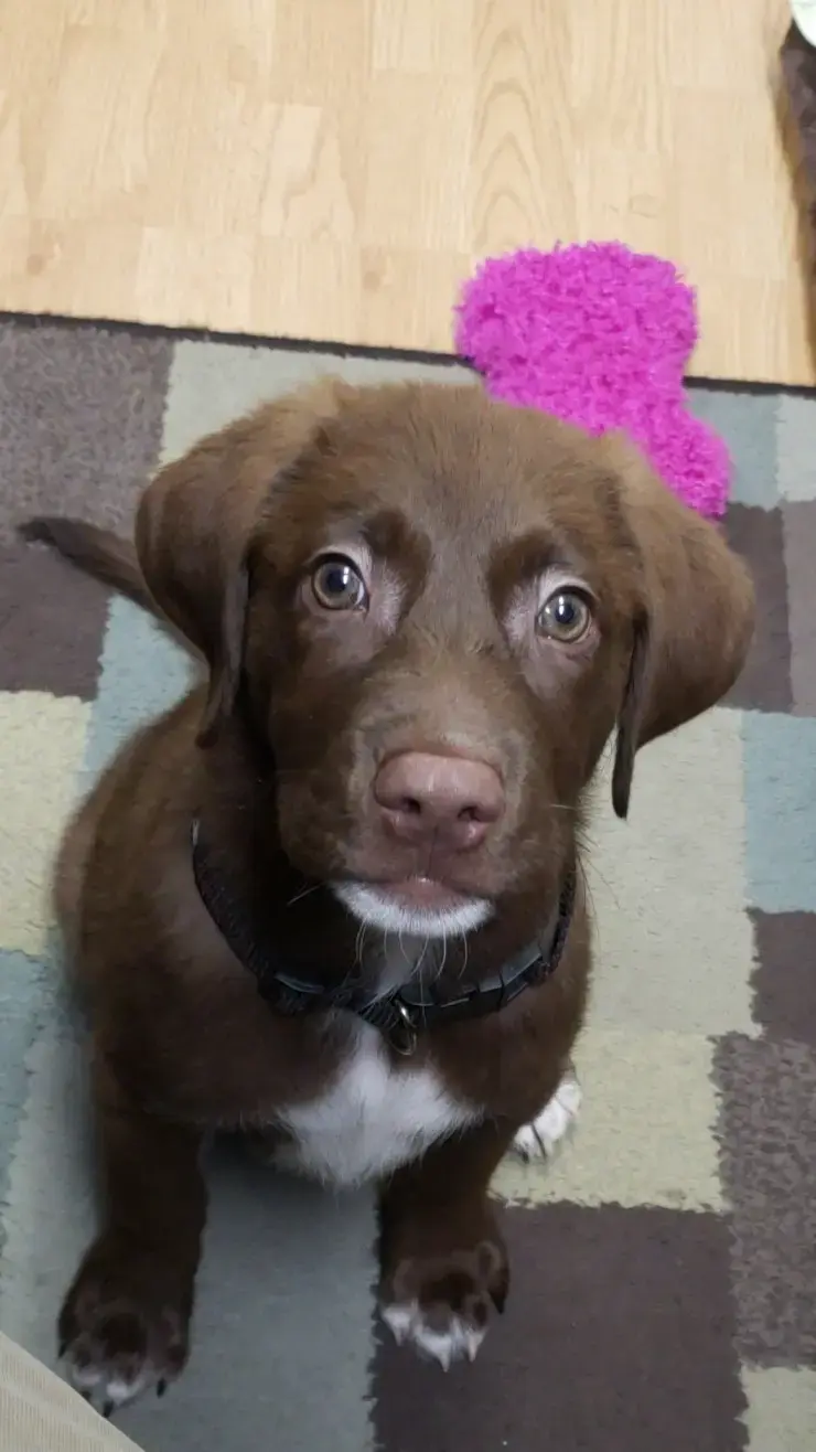 Ardent Animal Health photo 3