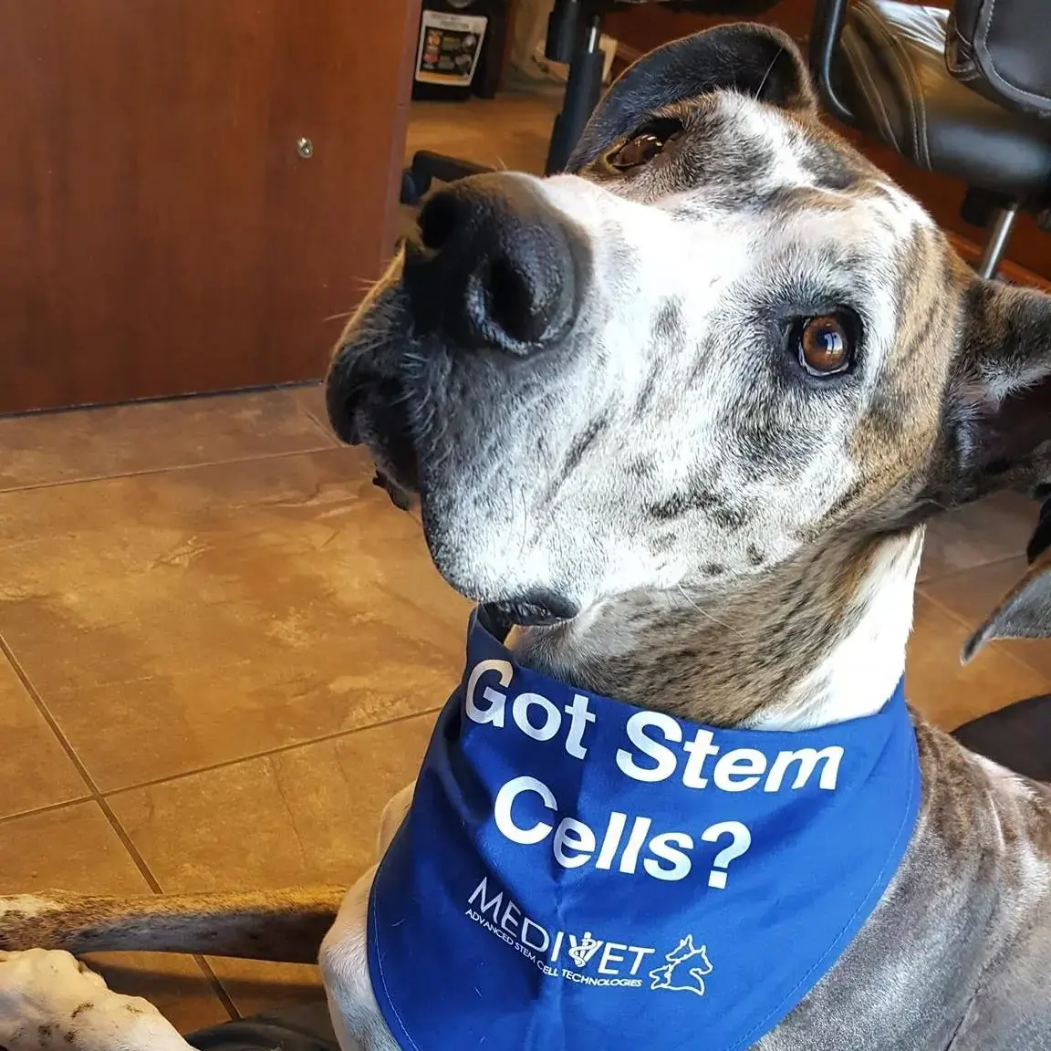 Ardent Animal Health photo 2