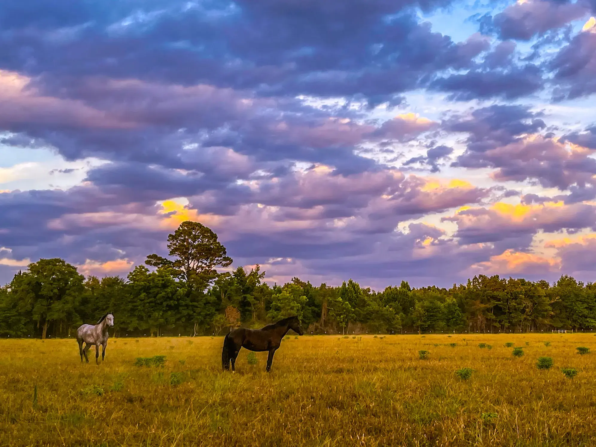 Carter Veterinary Services photo 5