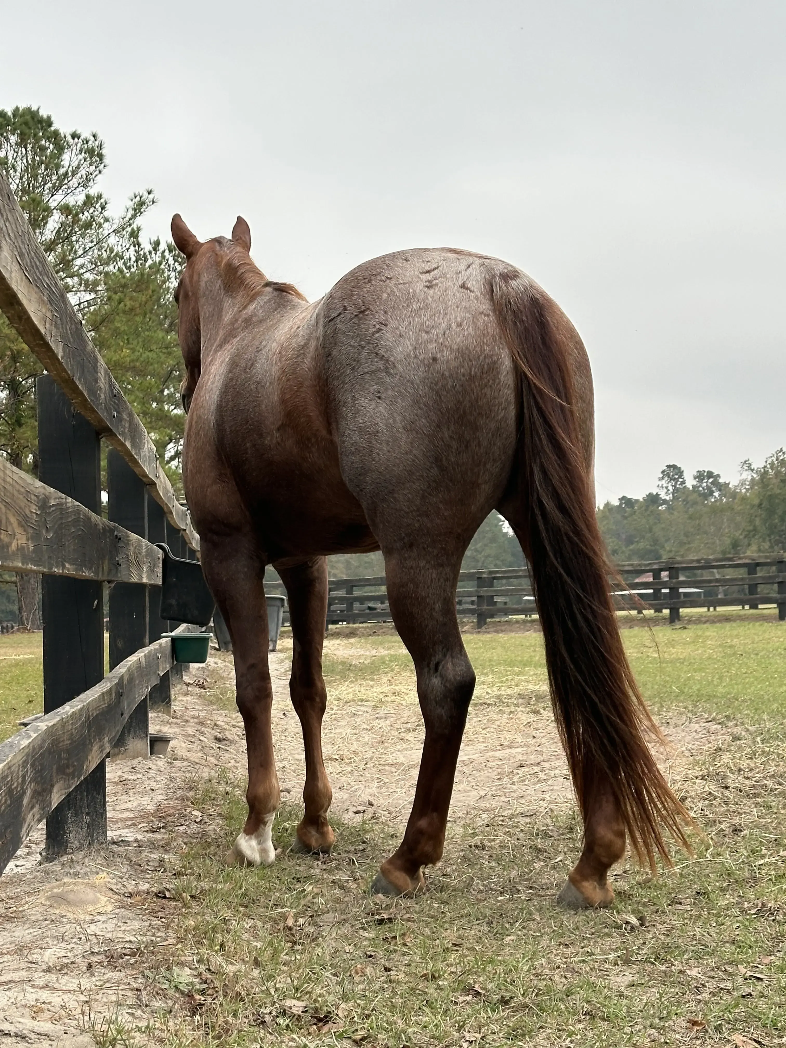 Carter Veterinary Services photo 4