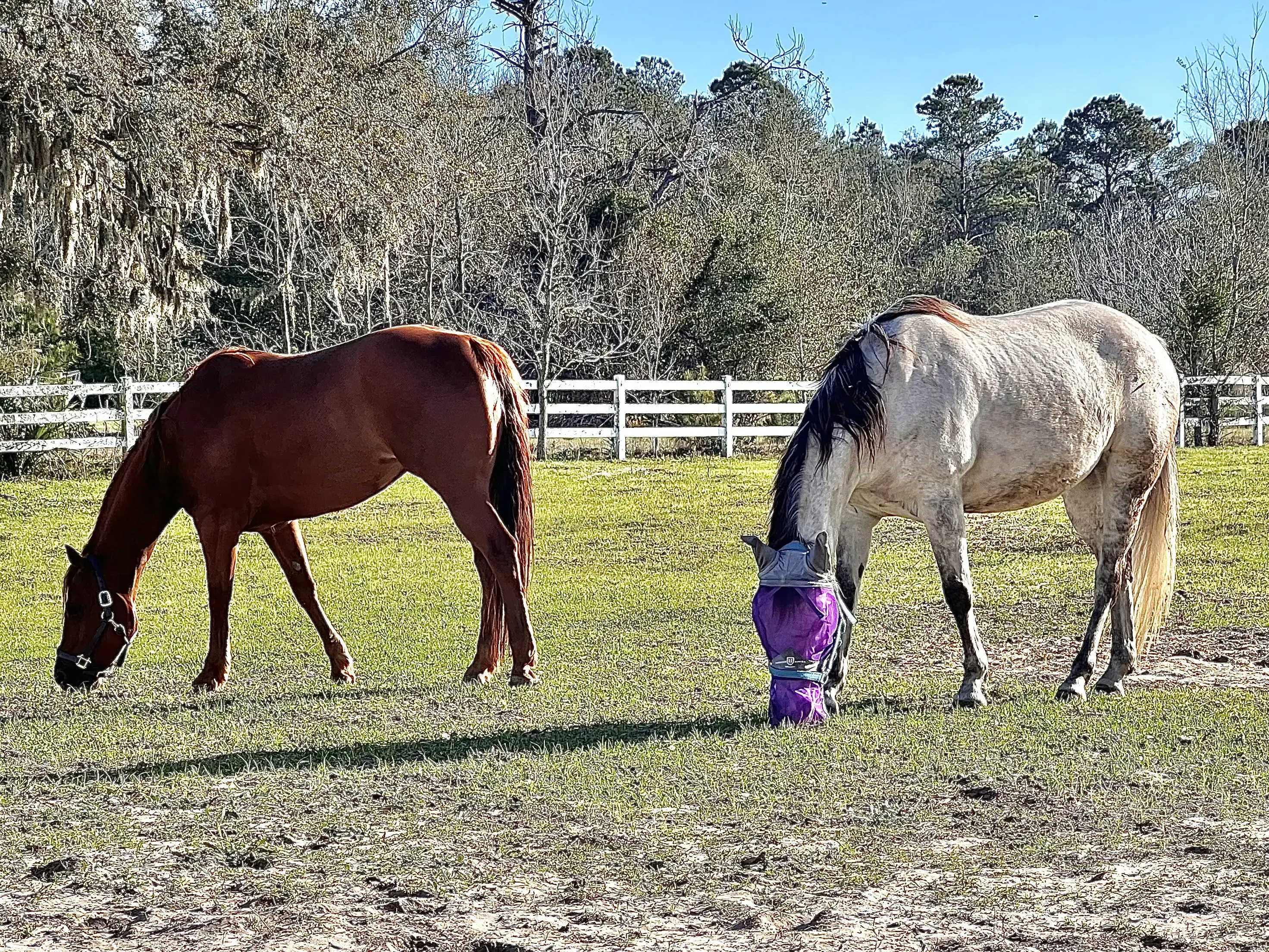 Carter Veterinary Services photo 2