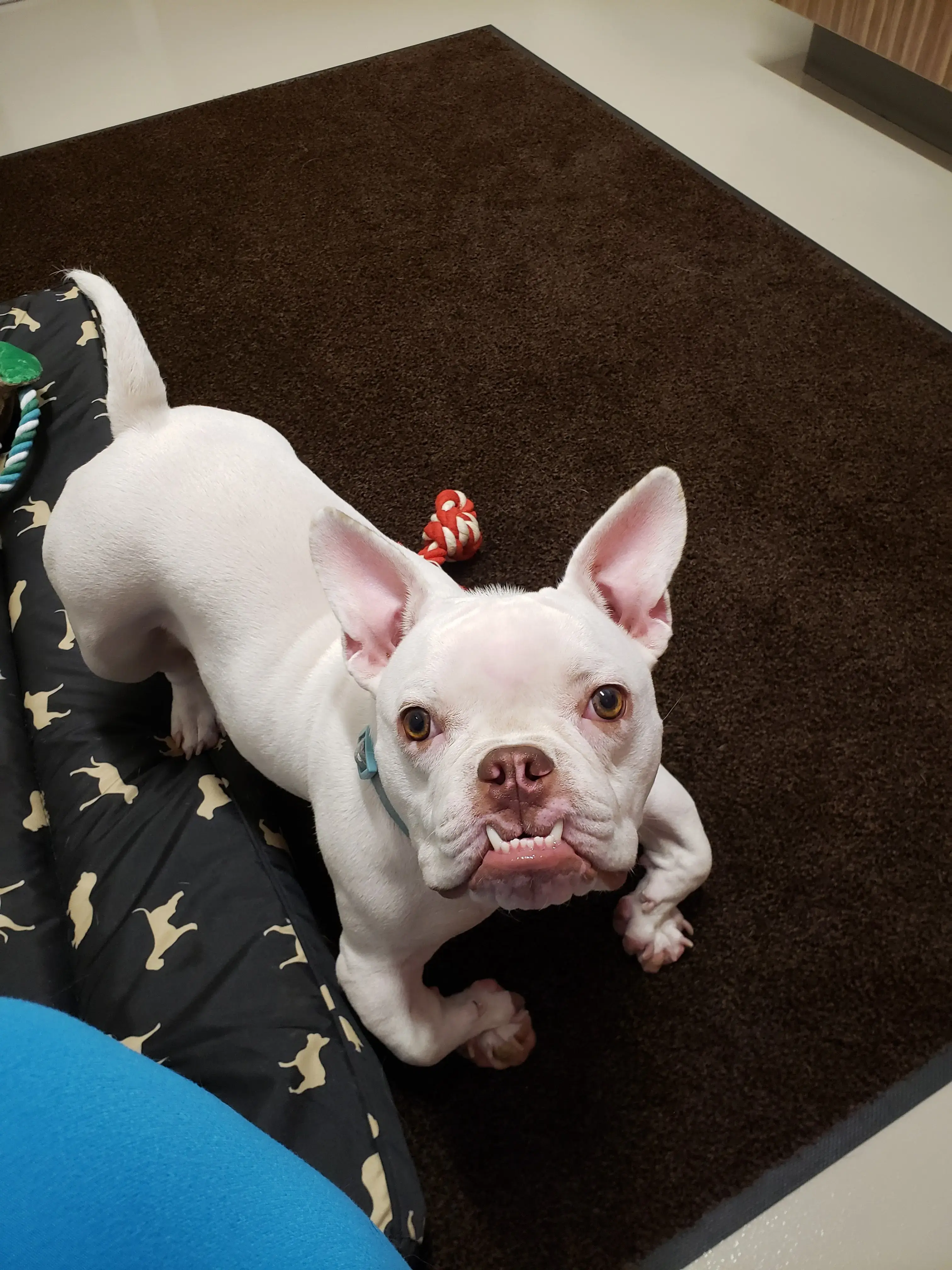 Colorado Canine Orthopedics & Rehab photo 5