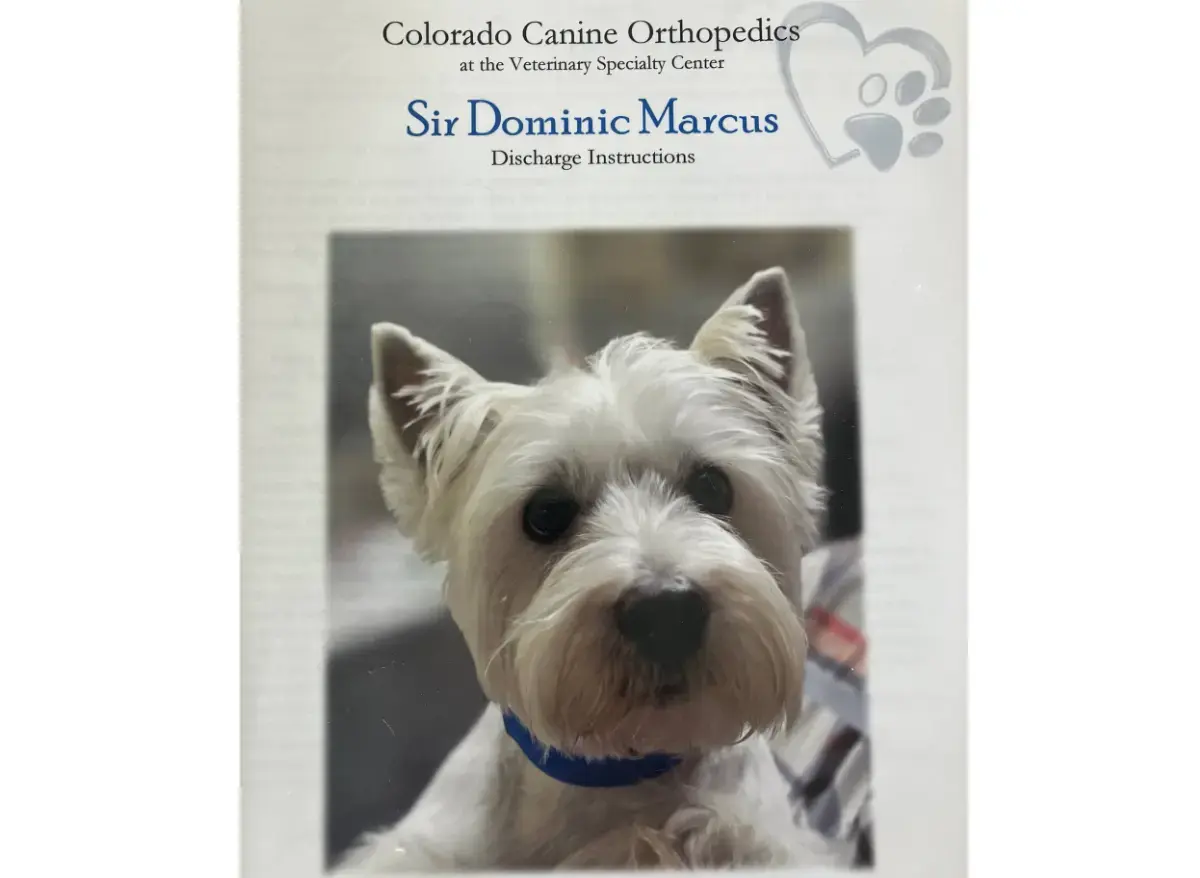 Colorado Canine Orthopedics & Rehab photo 4
