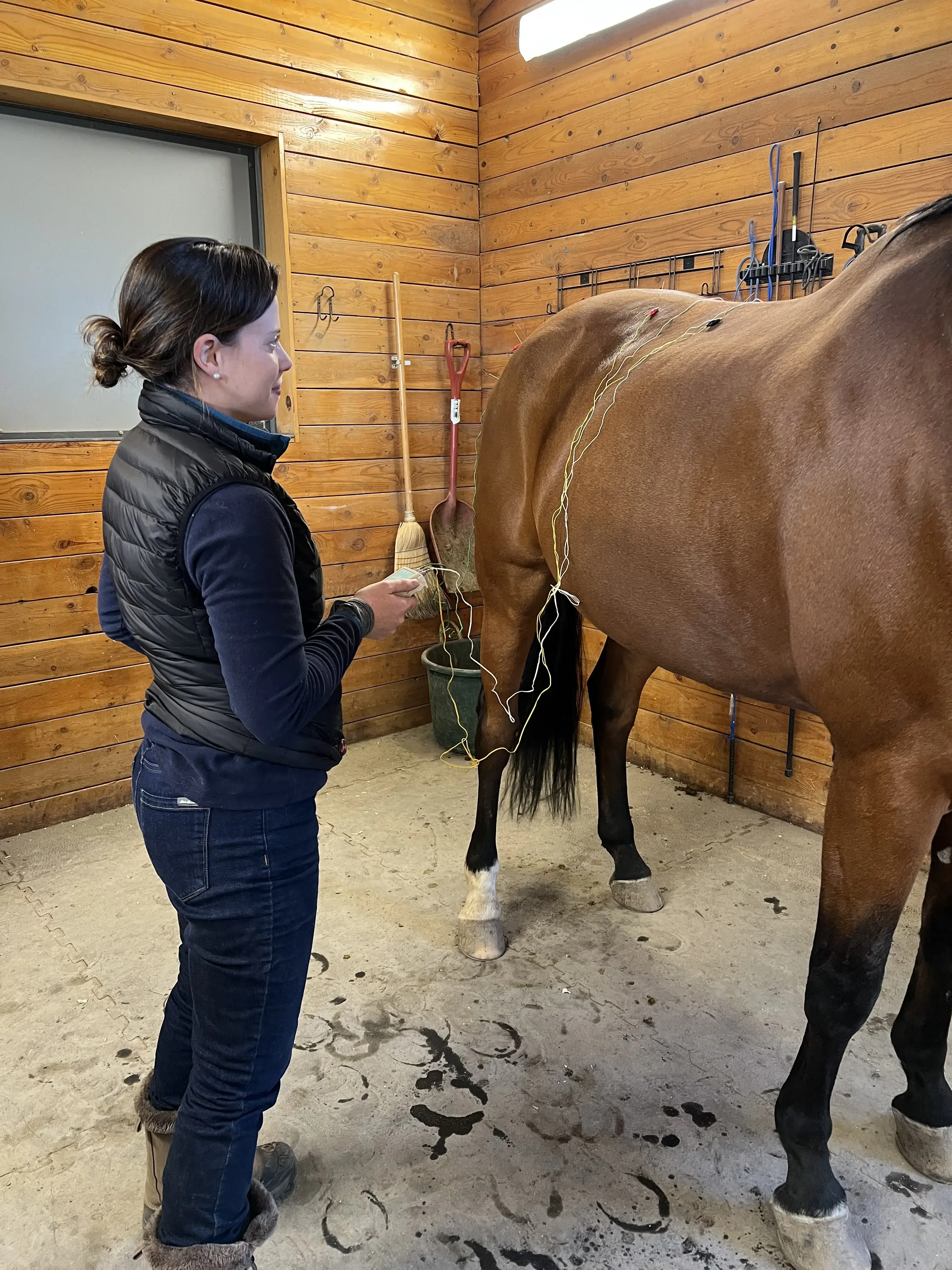 Front Range Equine Performance & Rehabilitation photo 3