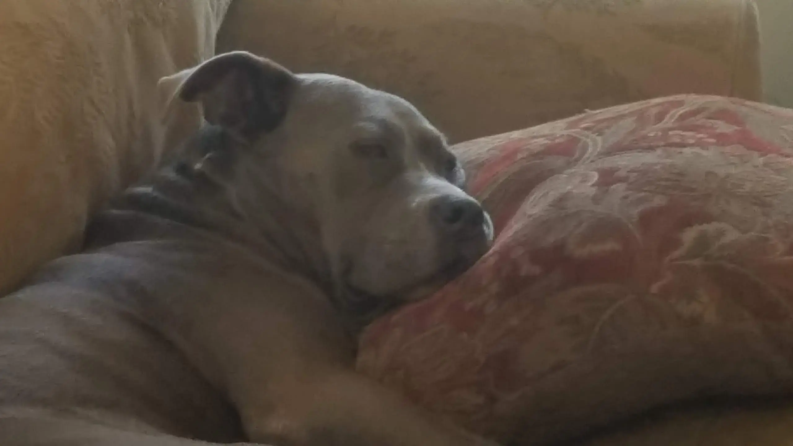 George A. El-Bahri, MD photo 2