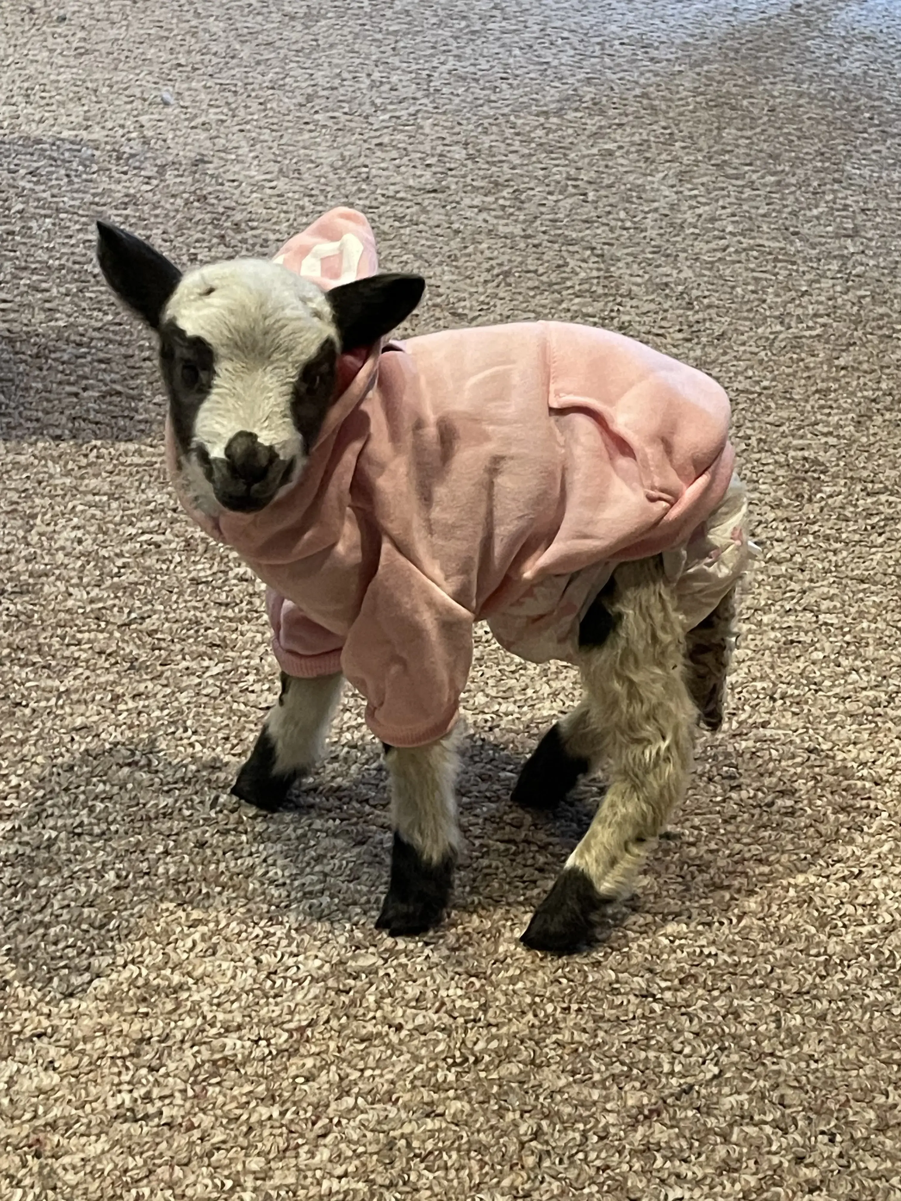 Jonathan Kletter, PA-C photo 5