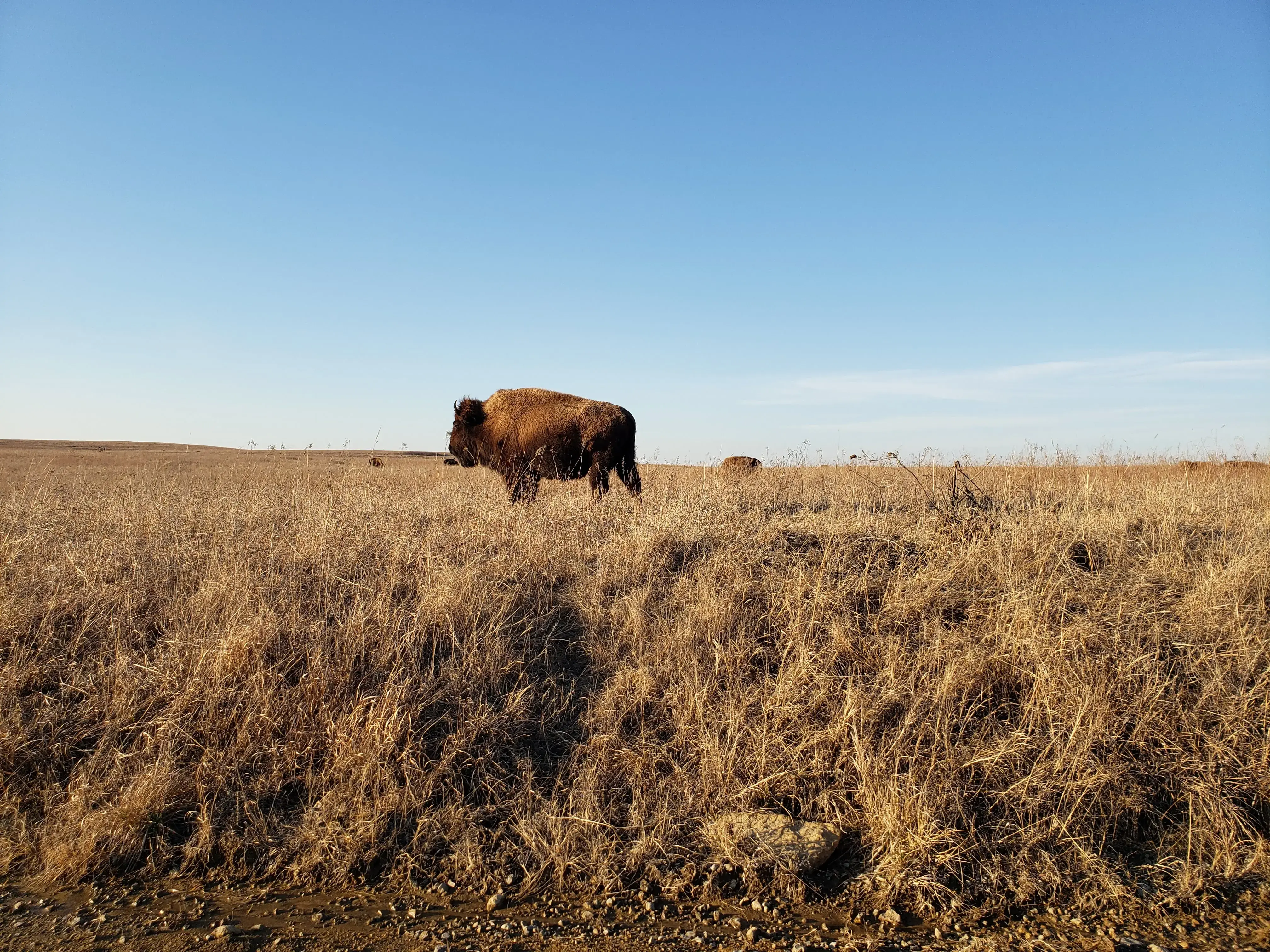 Joseph H. Williams Tallgrass Prairie Preserve photo 4