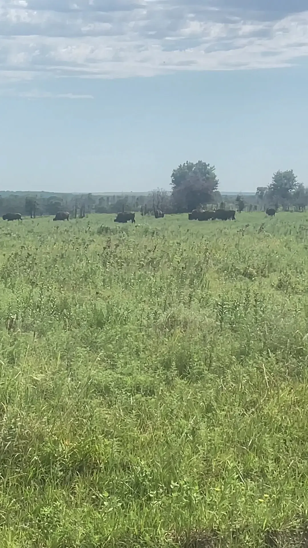 Joseph H. Williams Tallgrass Prairie Preserve photo 2
