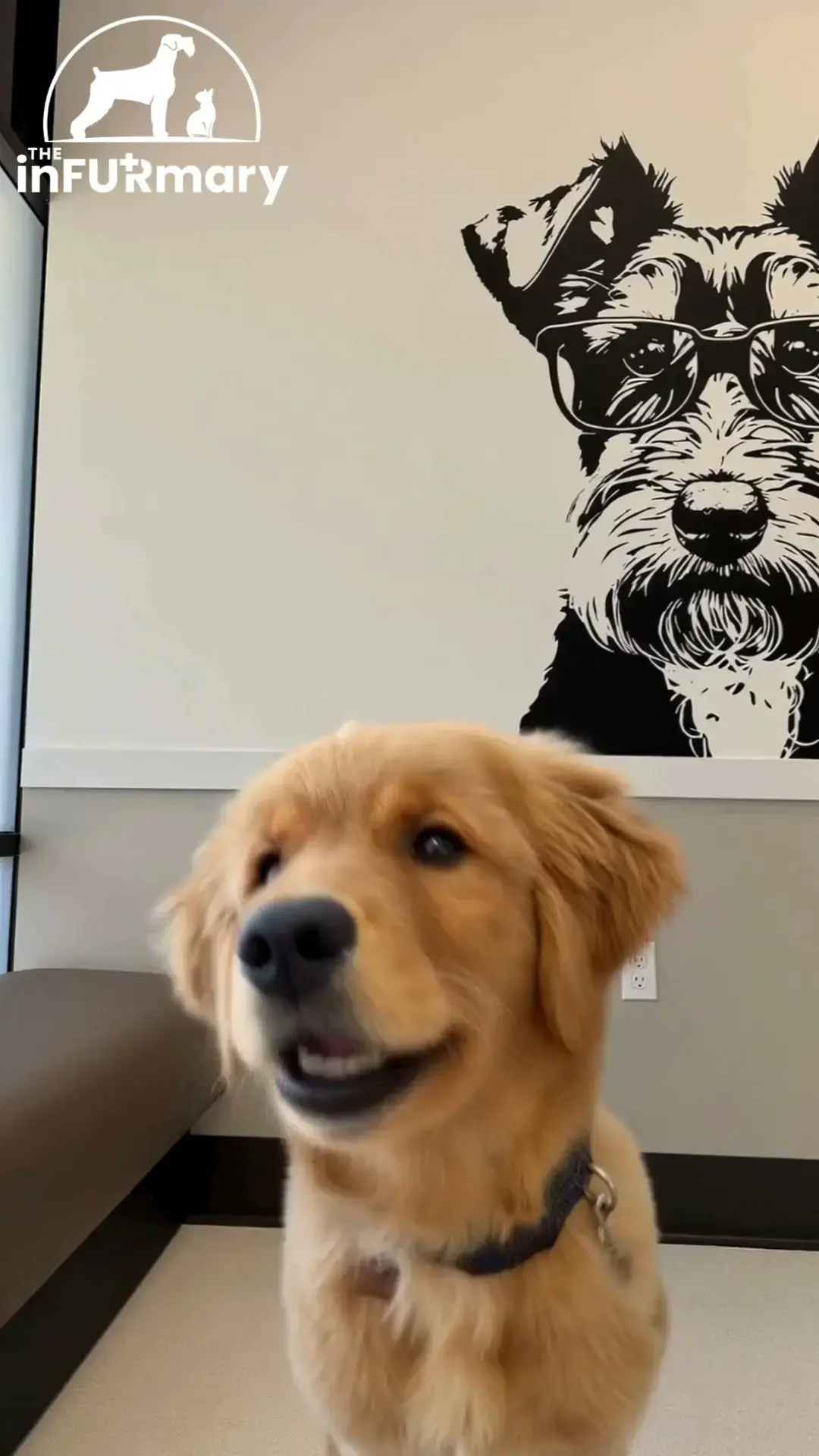 The inFURmary photo 2